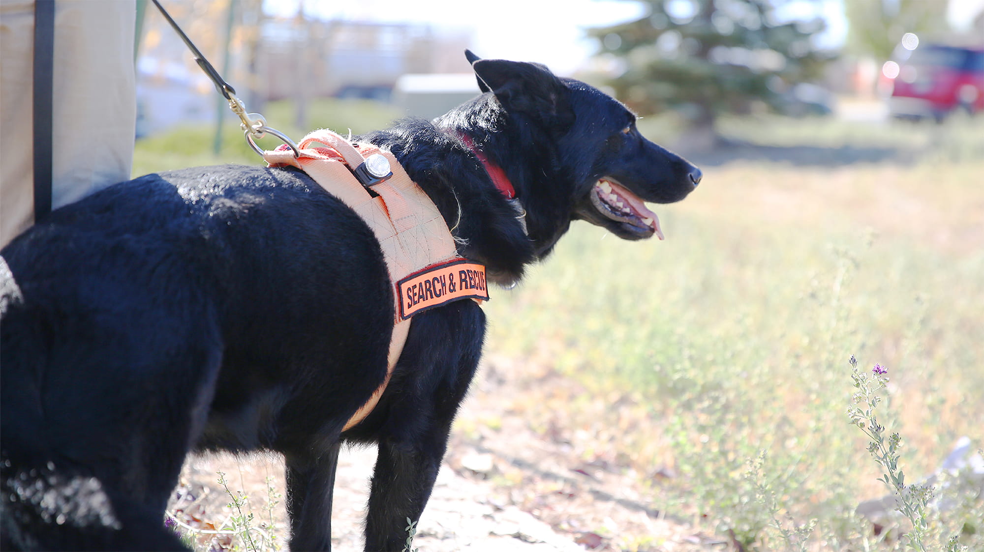 Pax the dog looking into a field