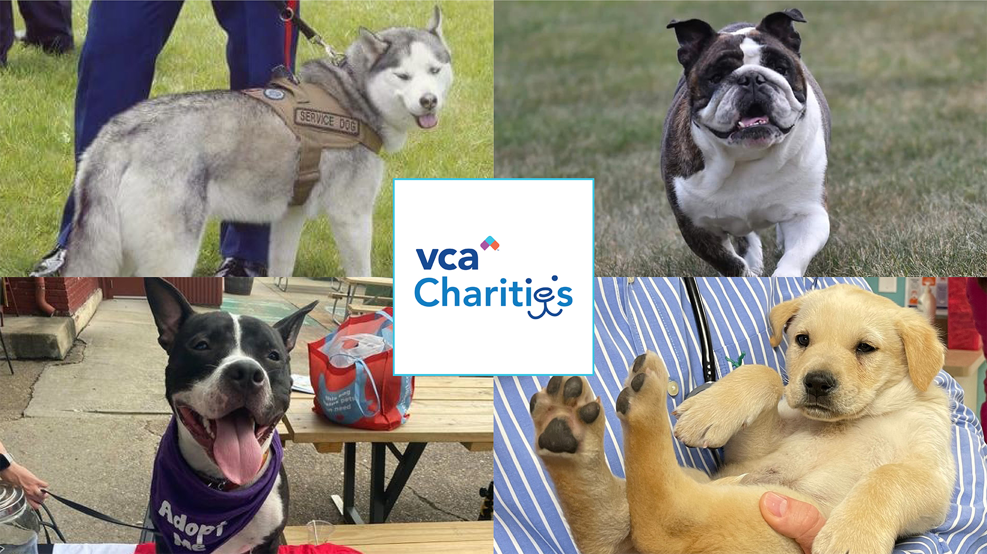 VCA Charities Dog Collage