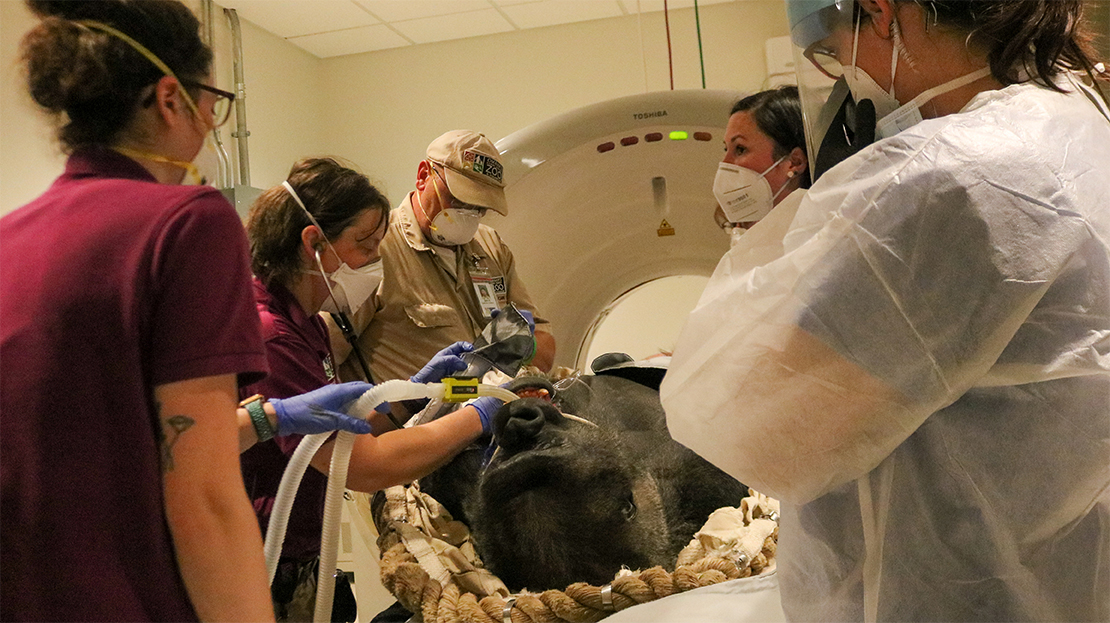 Gorilla  undergoing treatment