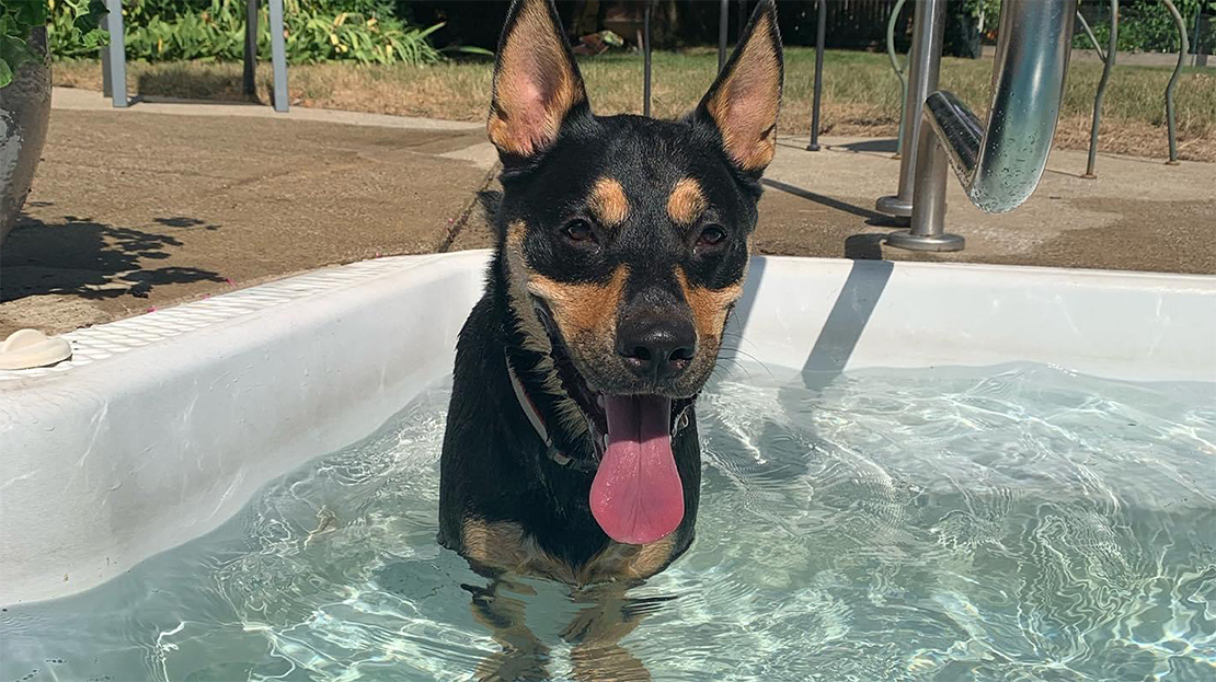 Stewart the dog playing in the pool