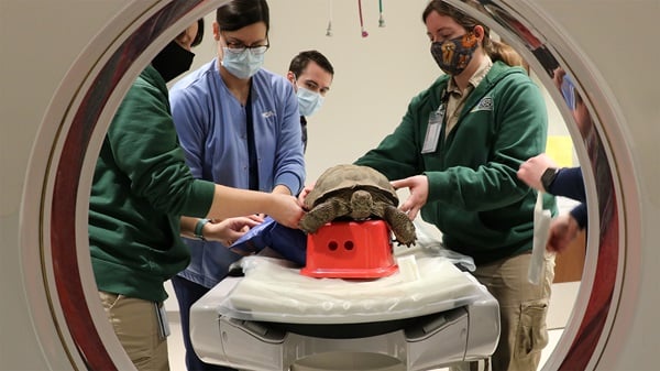 Tortoise in x-ray machine