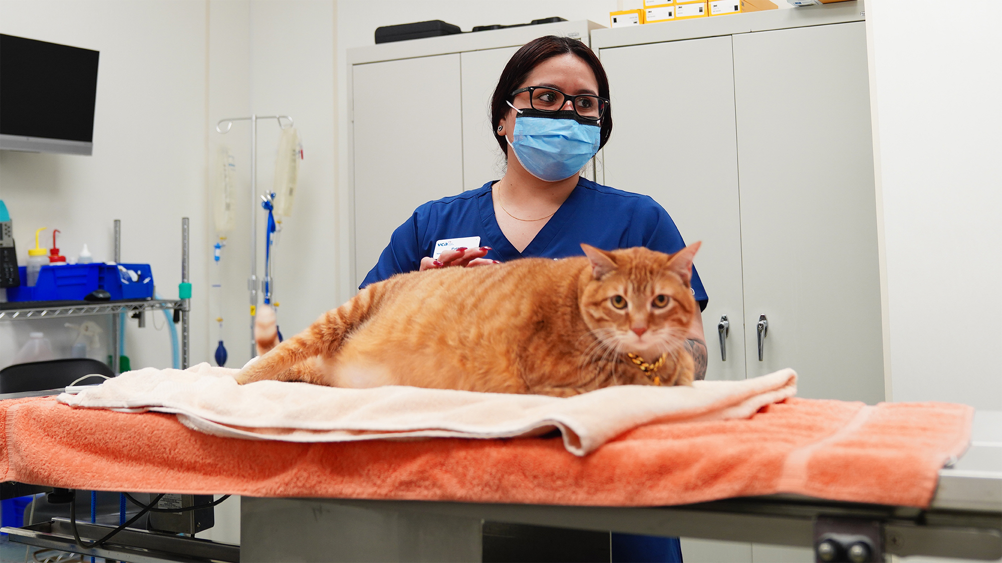 Vet tech with large orange cat