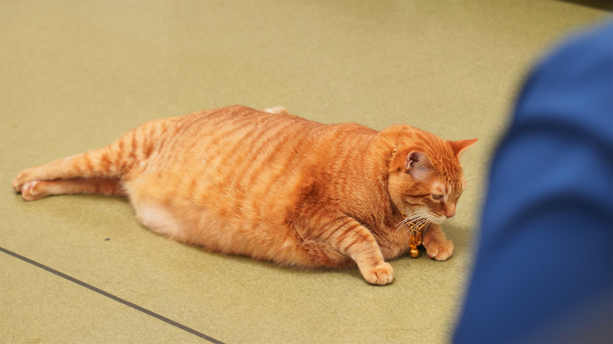 Orange cat on blanket