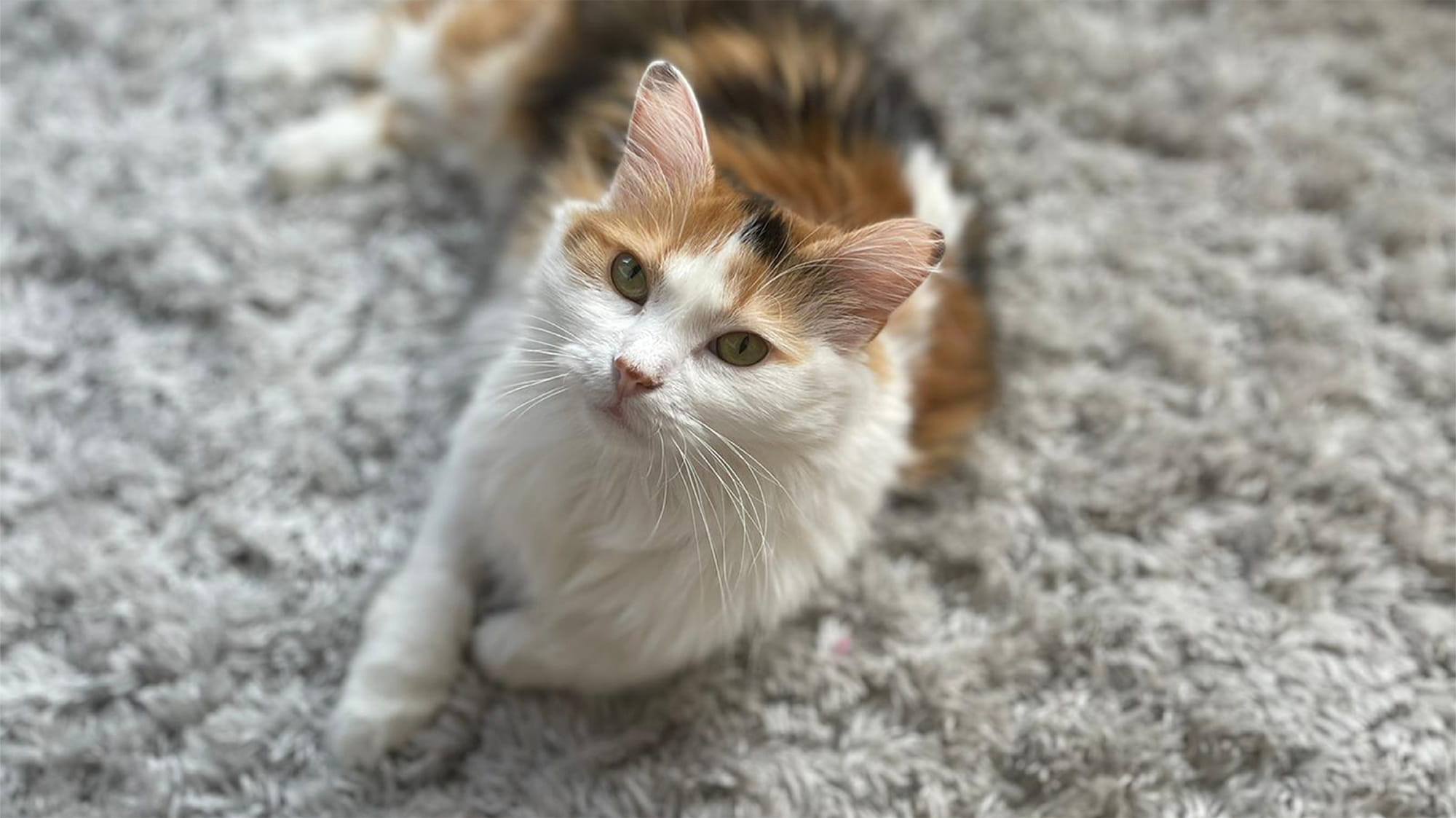 Long-haired calico cat