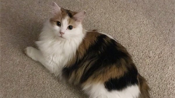 Long Haired Calico cat