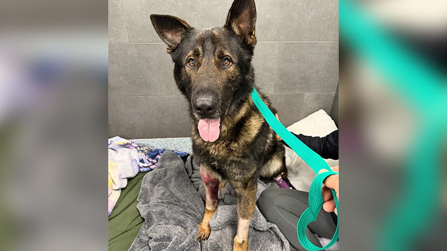 San Diego Police Department – K9 Goraz