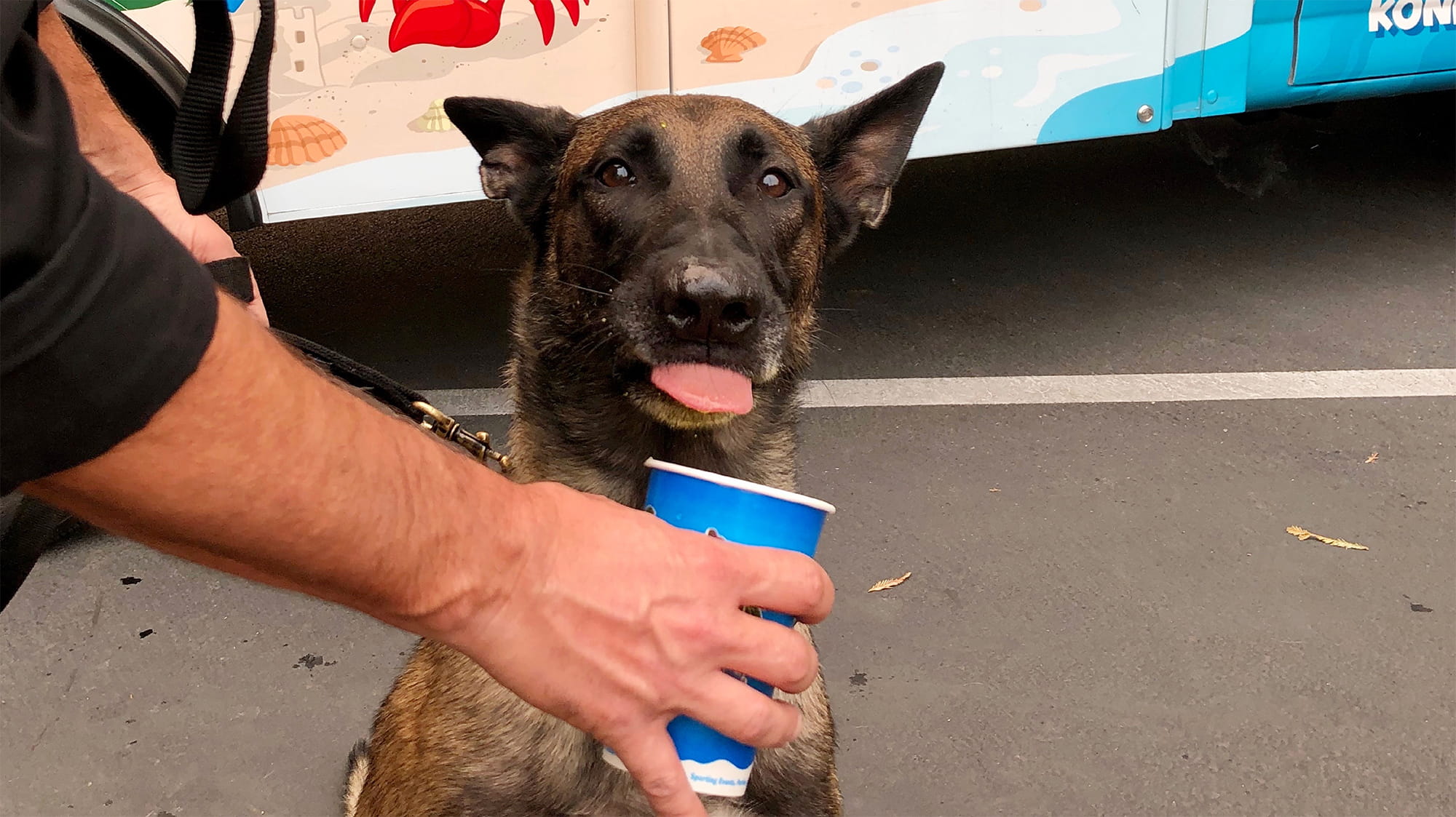 Are K9 Dogs Treated As Officers