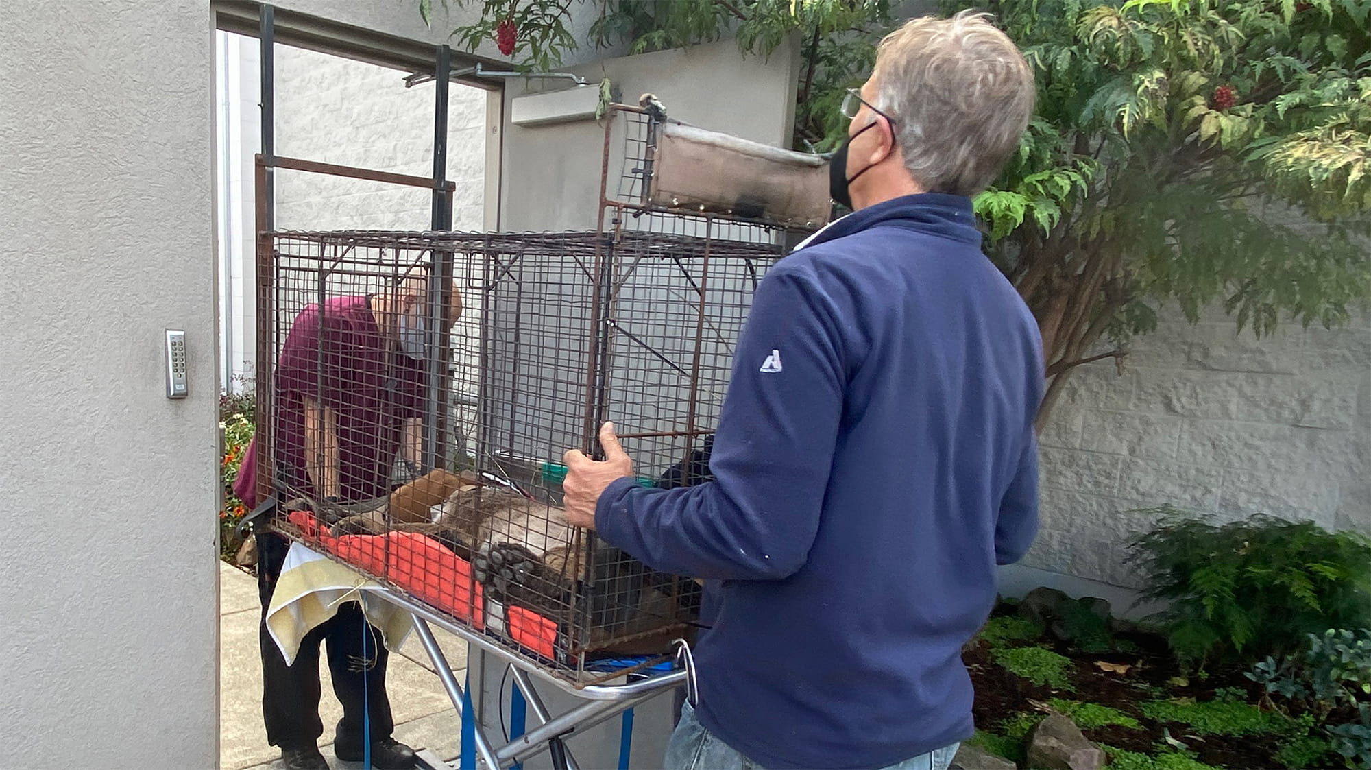 Mountain lion in cage