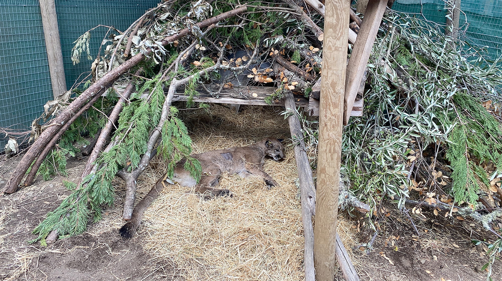 Sleeping mountain lion