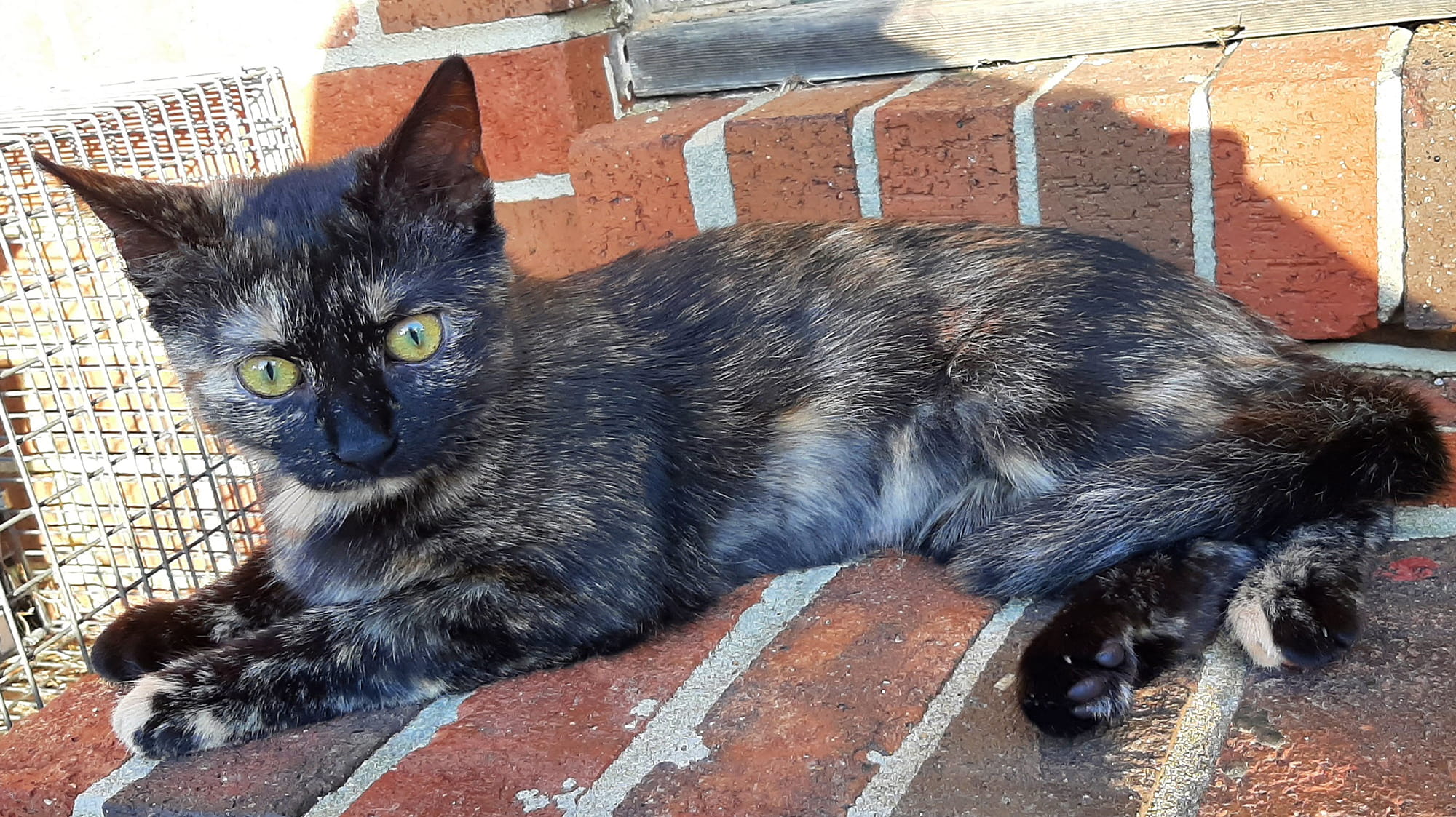 Tortie Kitten