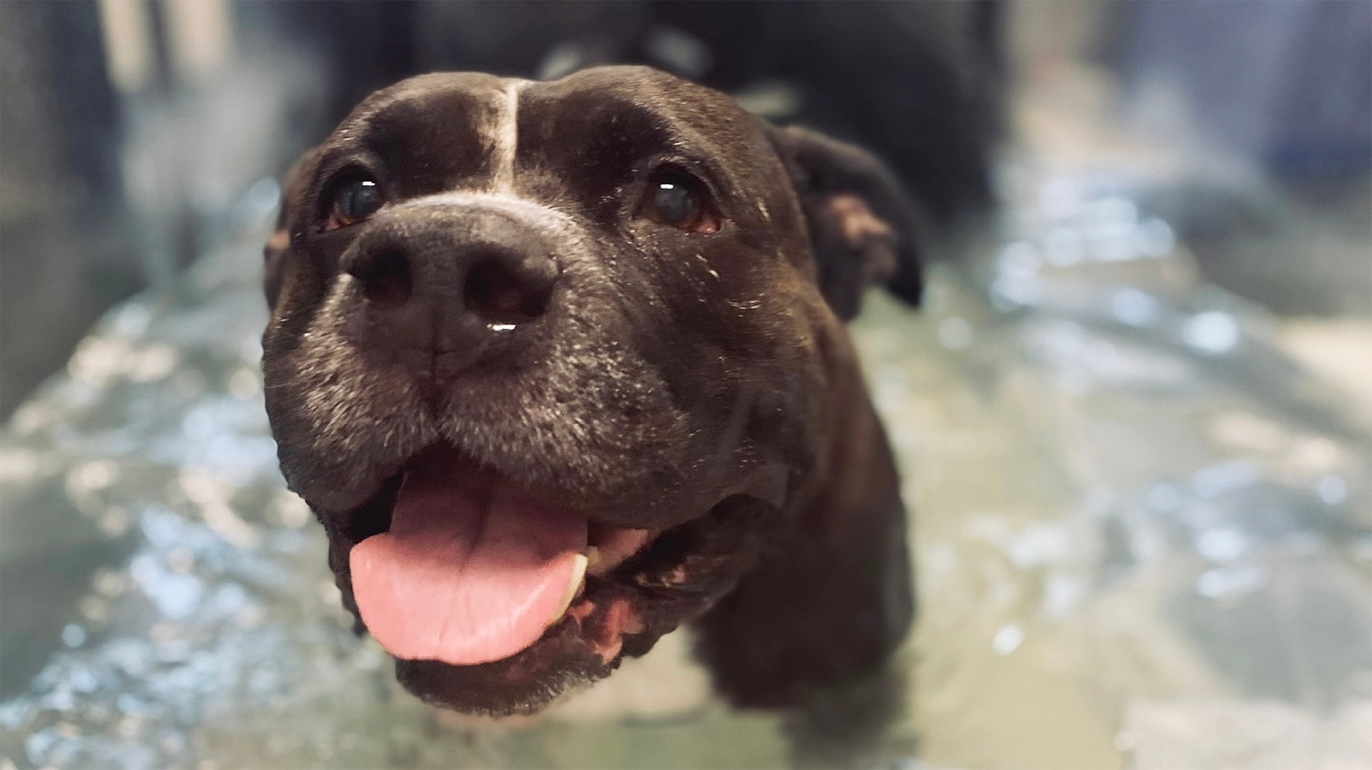 pitbull in water therapy