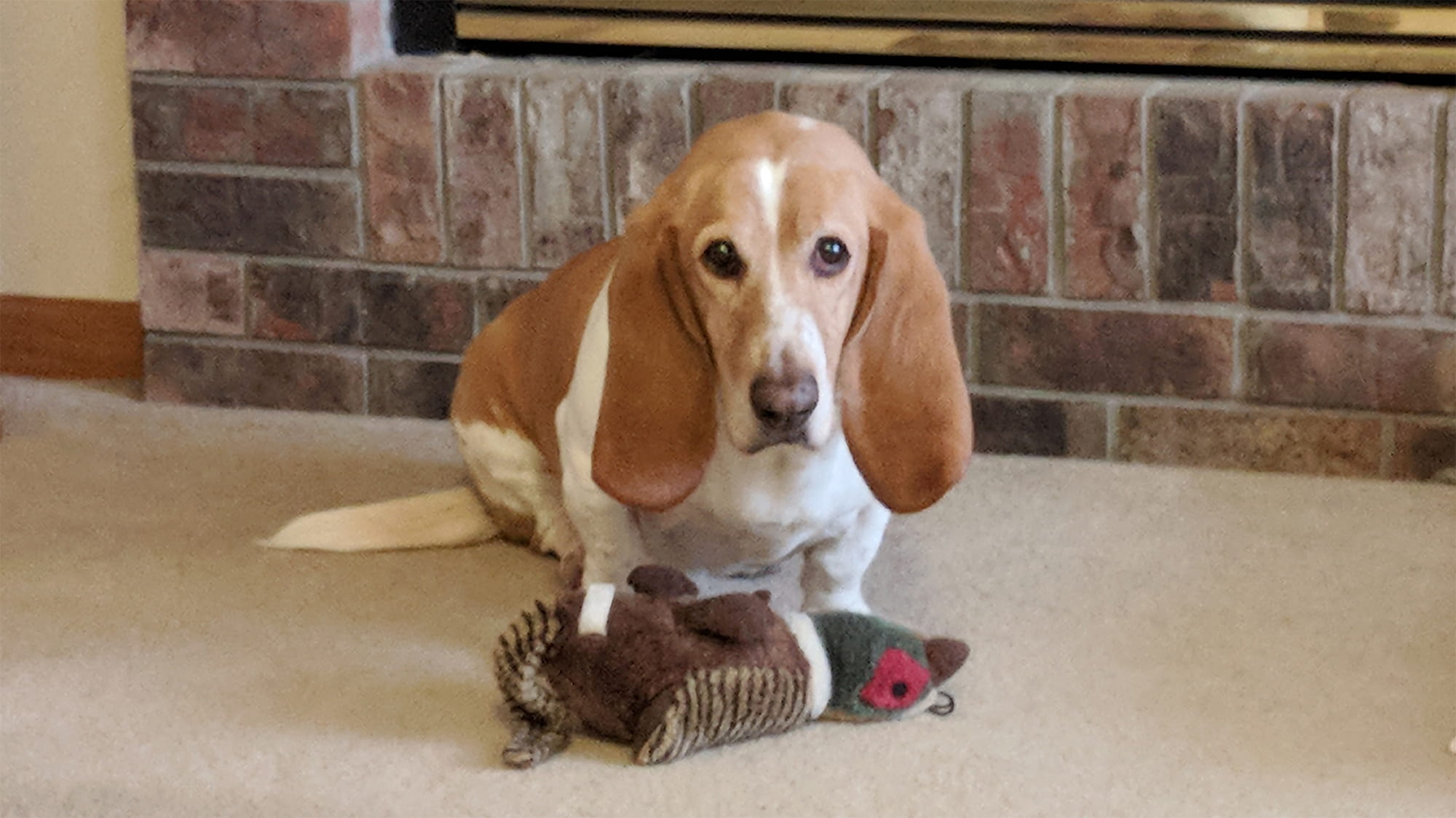 Bubba the Basset Hound Walks Again Thanks to VCA’s Physical Therapy