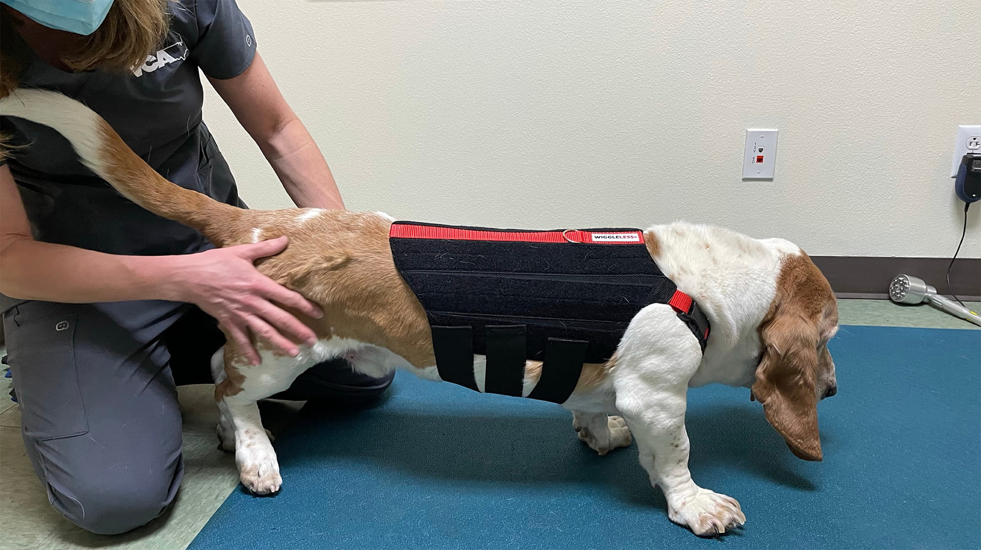 Bassett Hound in harness