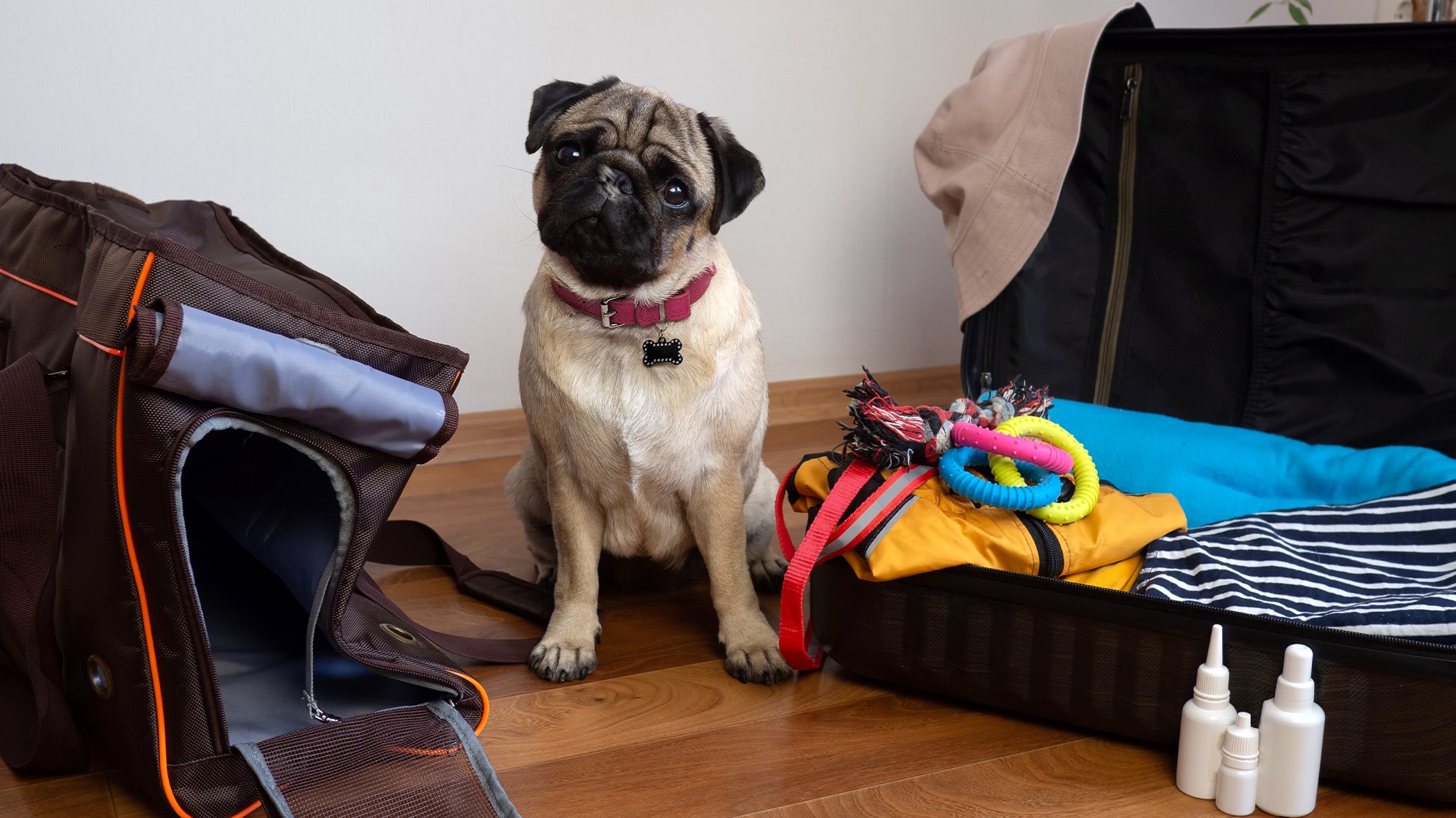 pug with luggage