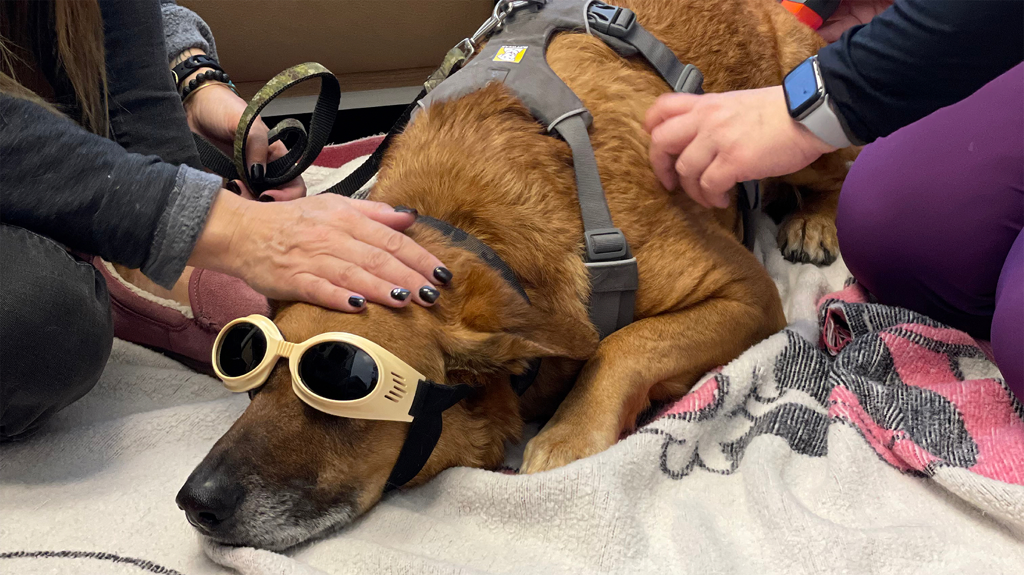 Dog with goggles lying down