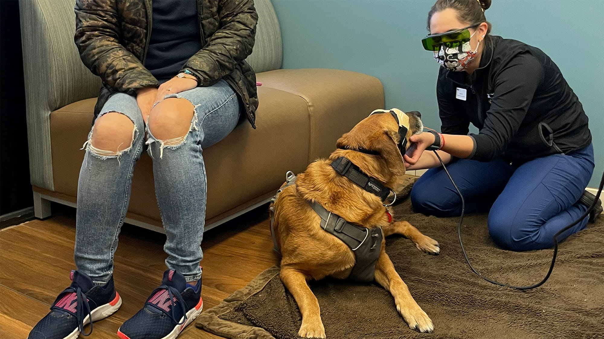 Vet tech treating dog