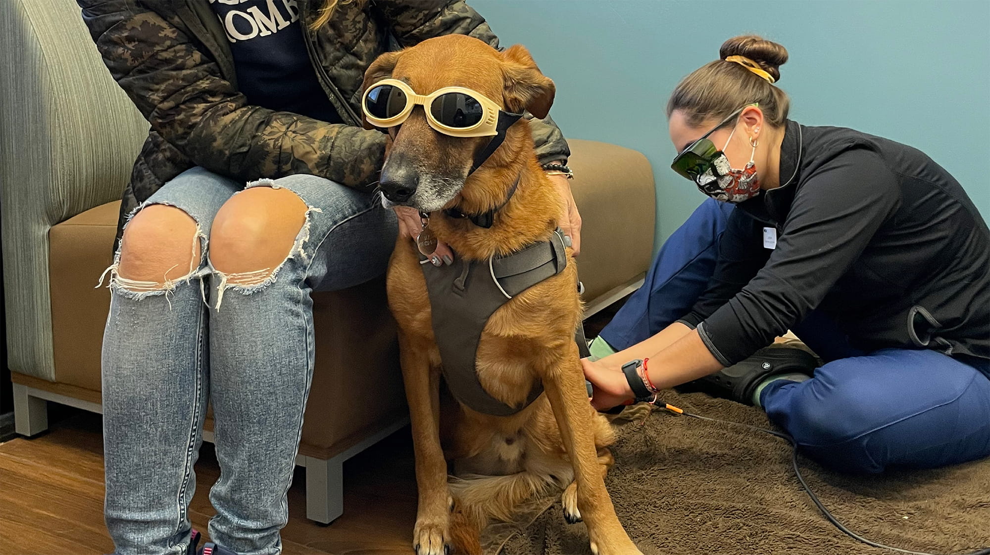Vet tech treating dog