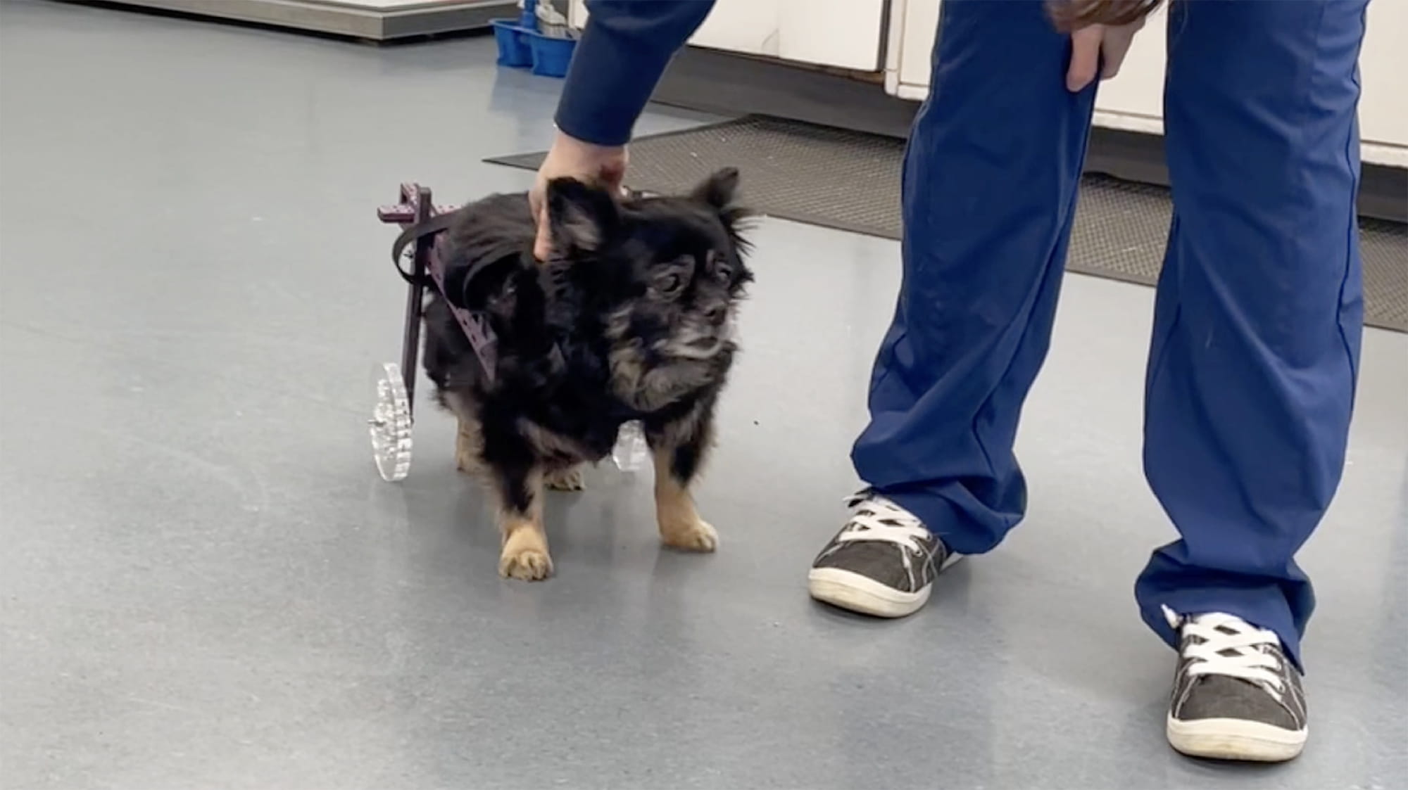 fluffy dog with wheelchair