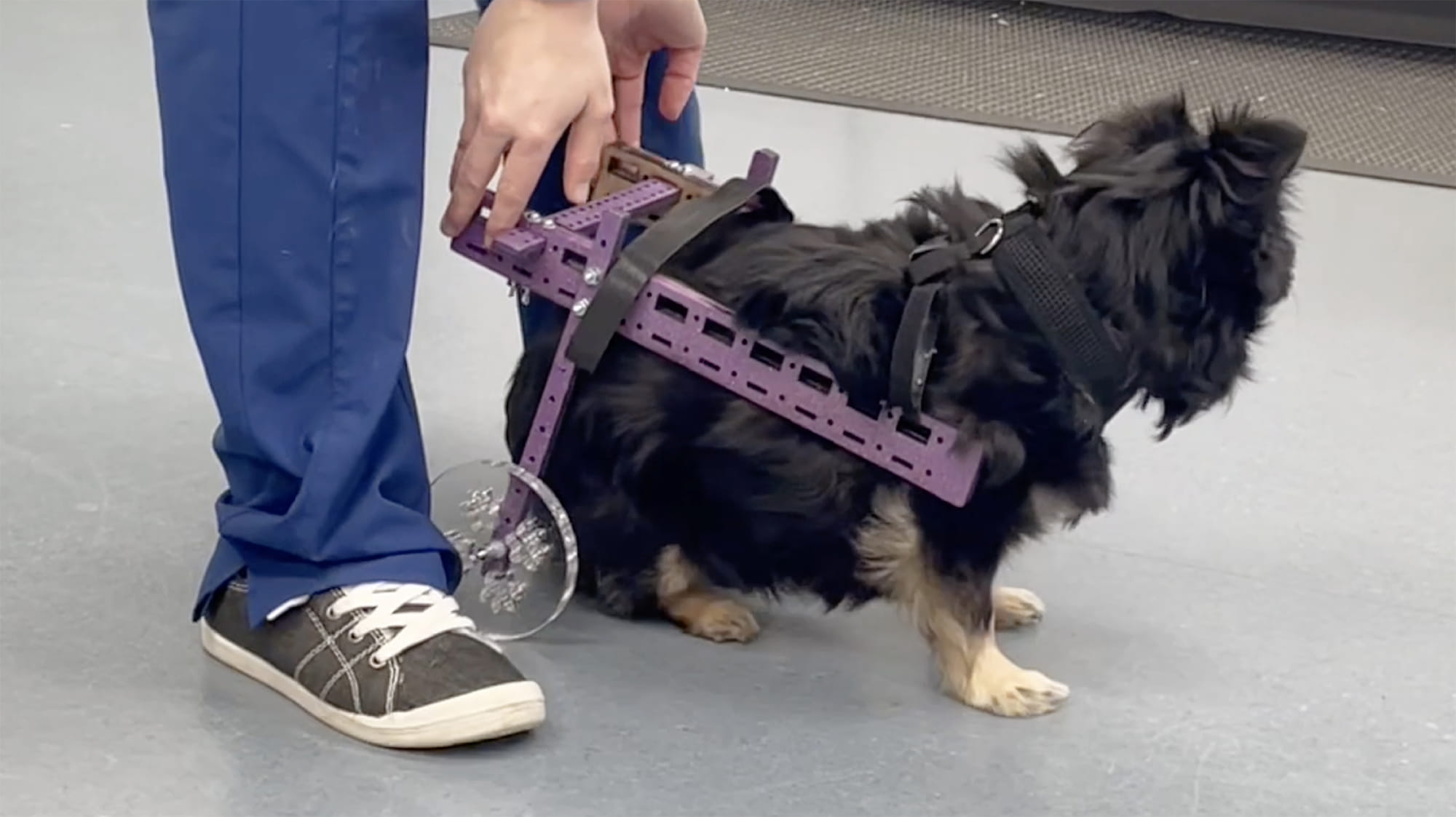 fluffy dog with wheelchair