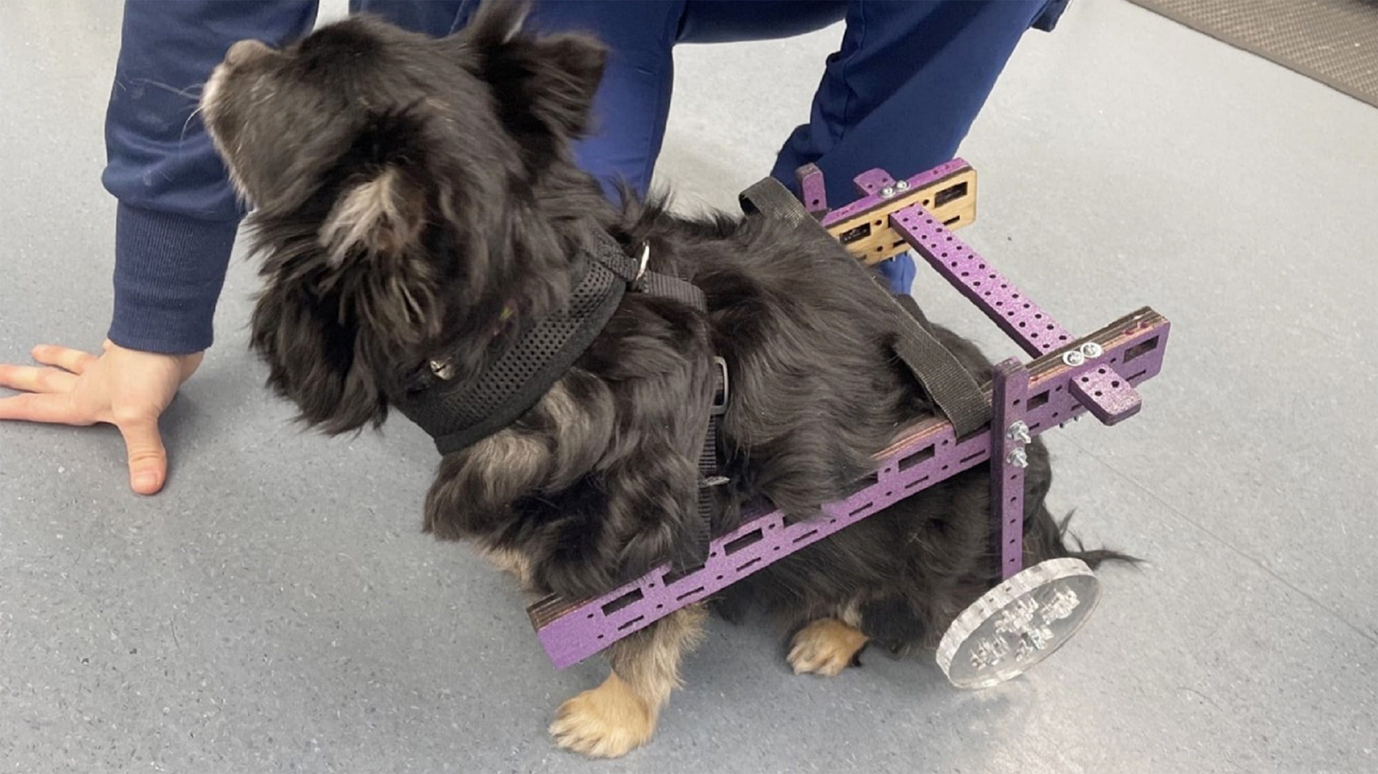 fluffy dog with wheelchair
