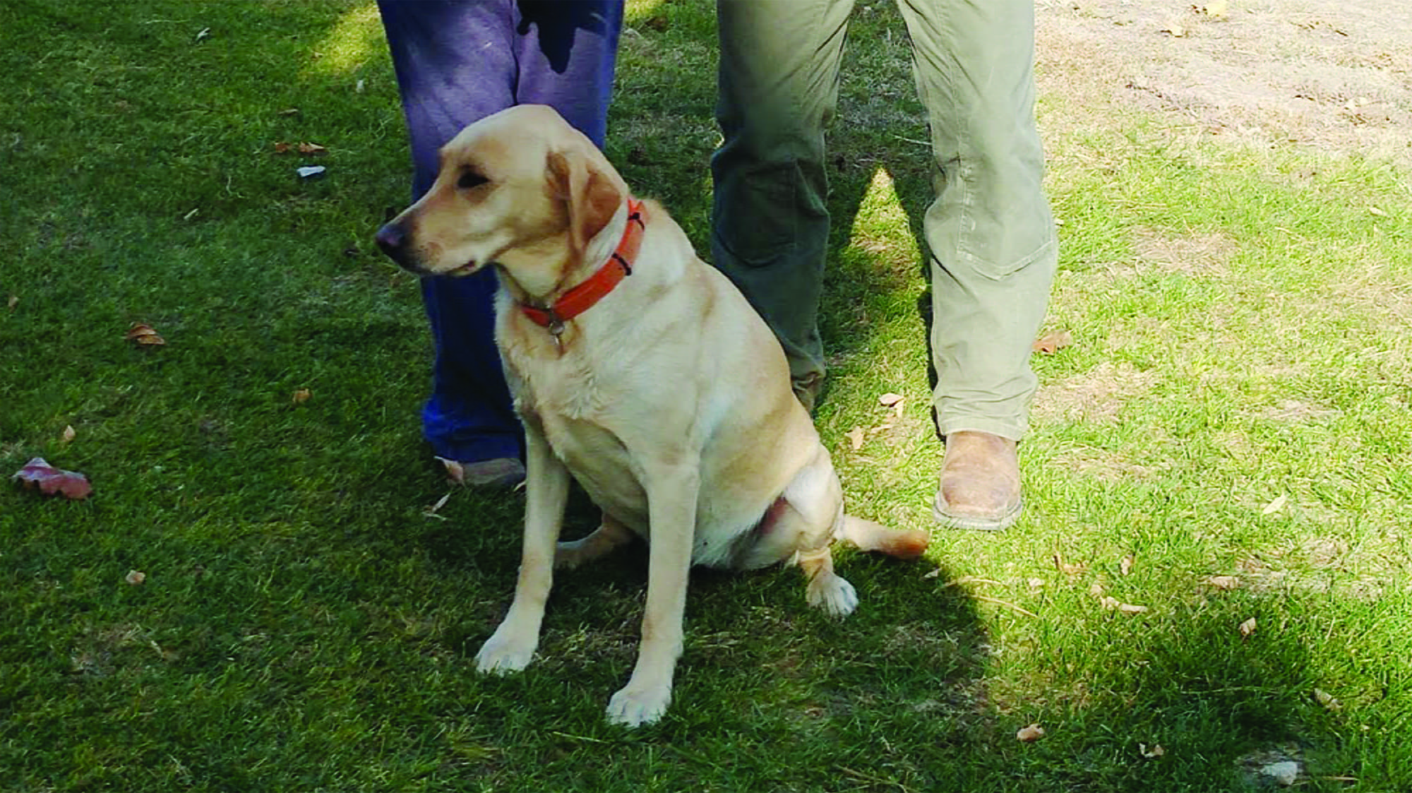New Treatment Helps Labrador Hunt Again - Inspiring Animal Stories ...