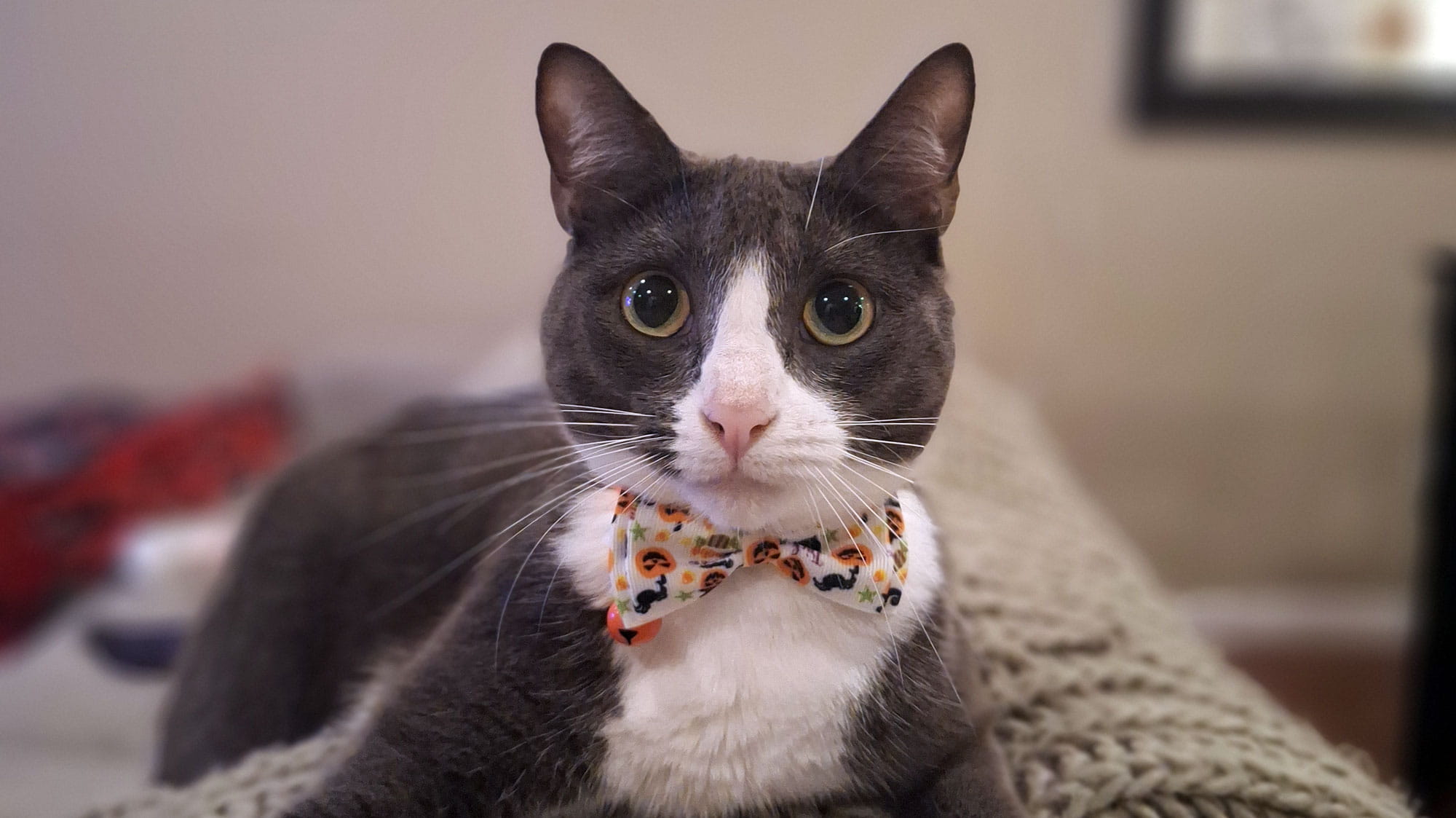 Jennifer's cat, Meredith Grey