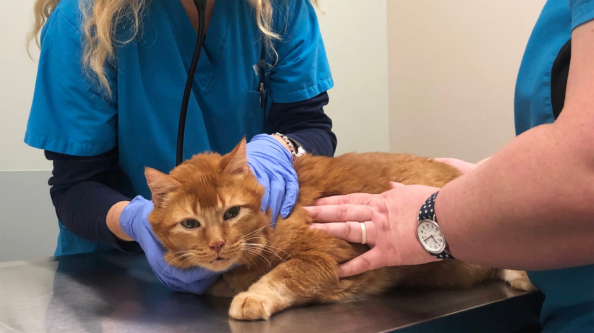 Diabetic Tabby Gets Second Chance at Life Inspiring Animal Stories