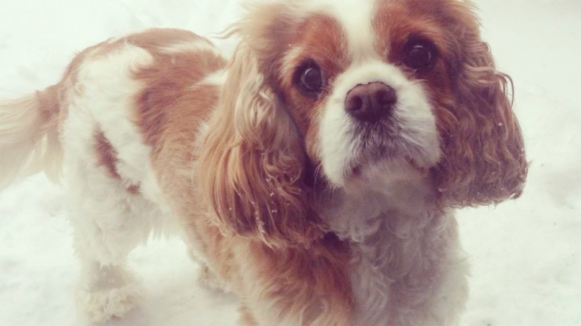 Lacy the Cavalier King Charles