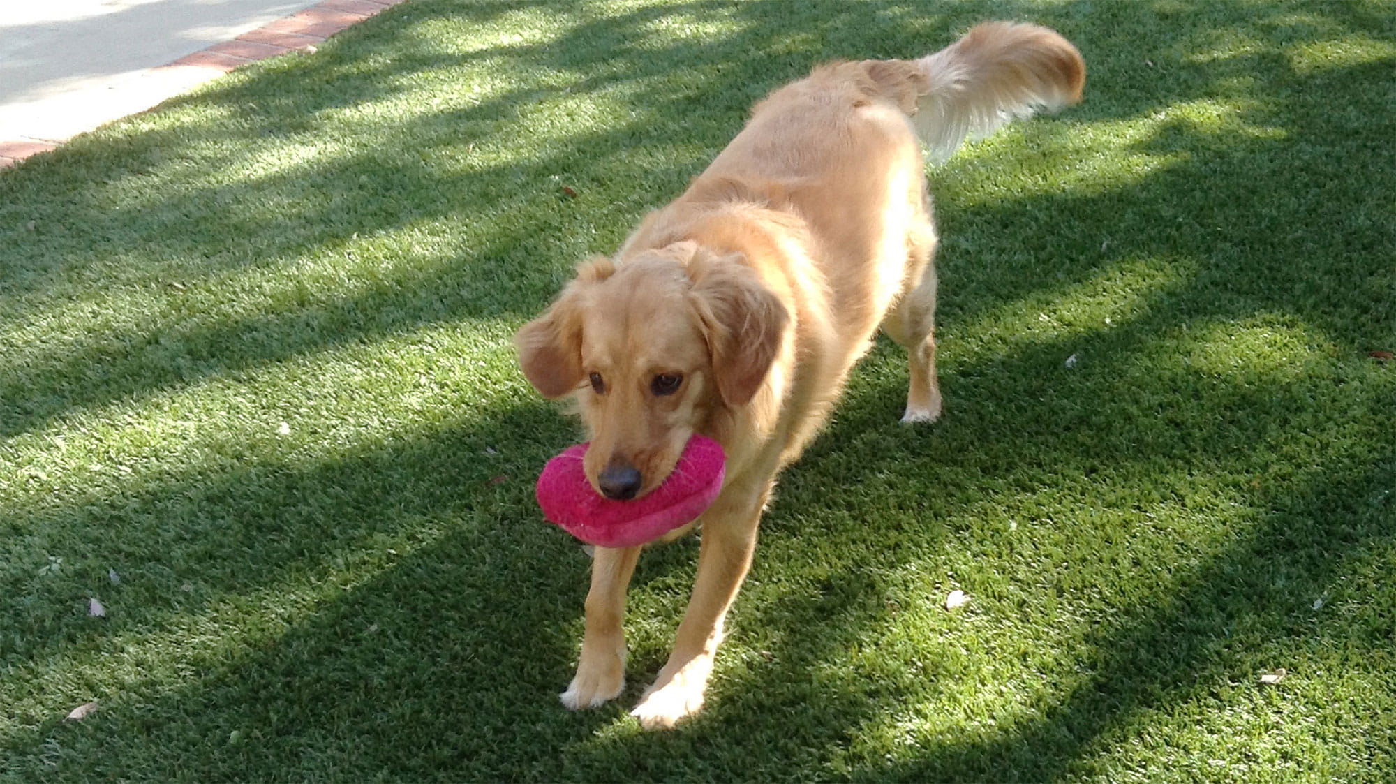 Phoebe Buffay the Golden Retriever - VCA Voice Blog Post