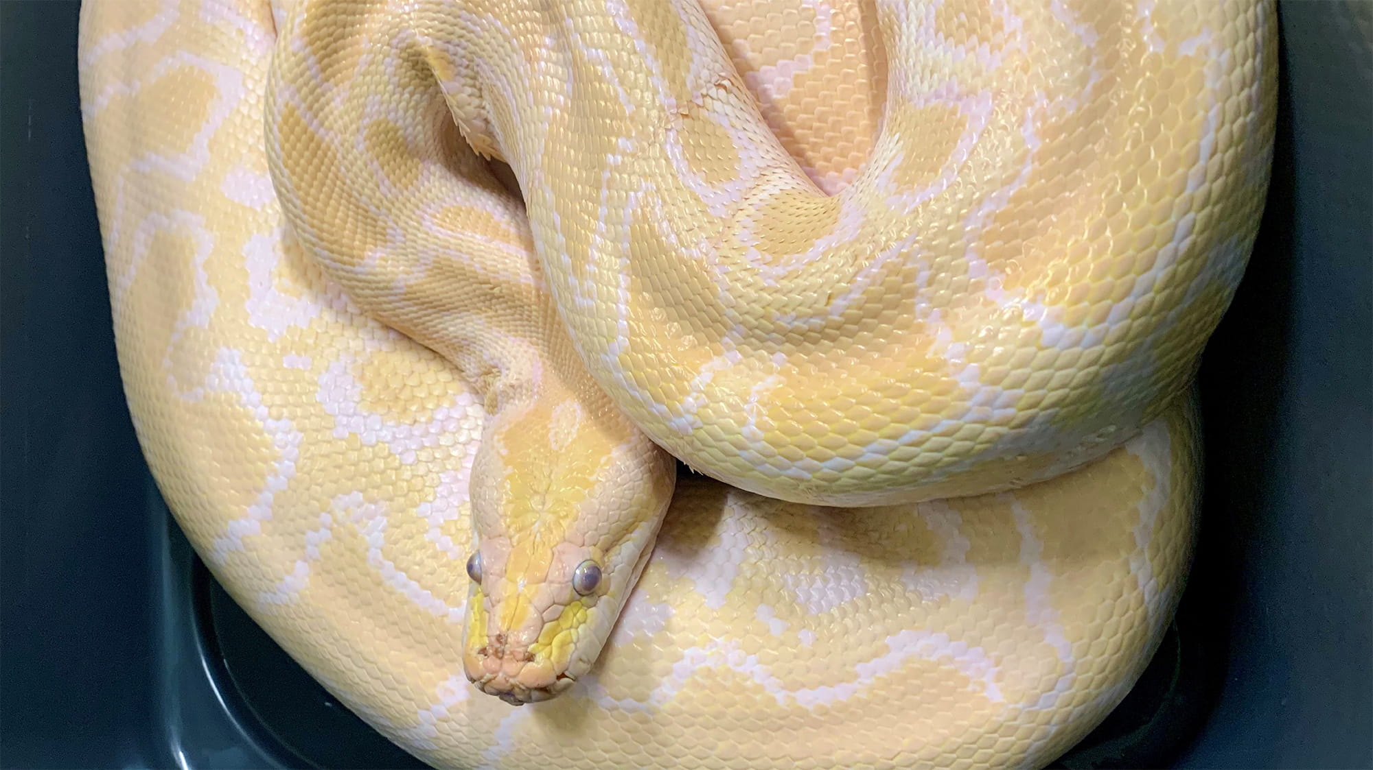 Proserpine Python Apollo (the Burmese Python) Has Landed - Inspiring Animal Stories | VCA ...