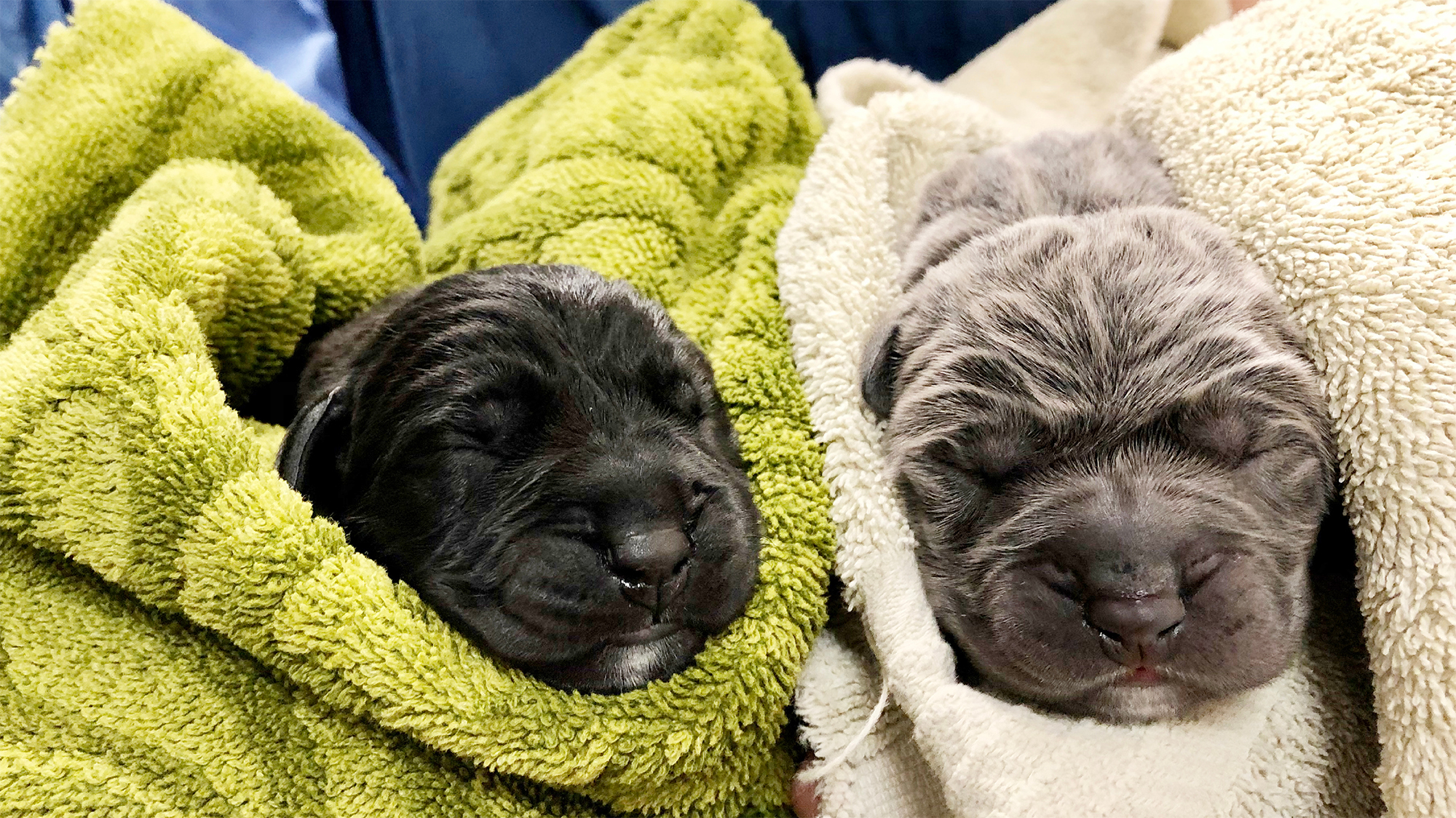 Two Puppies in Blankets