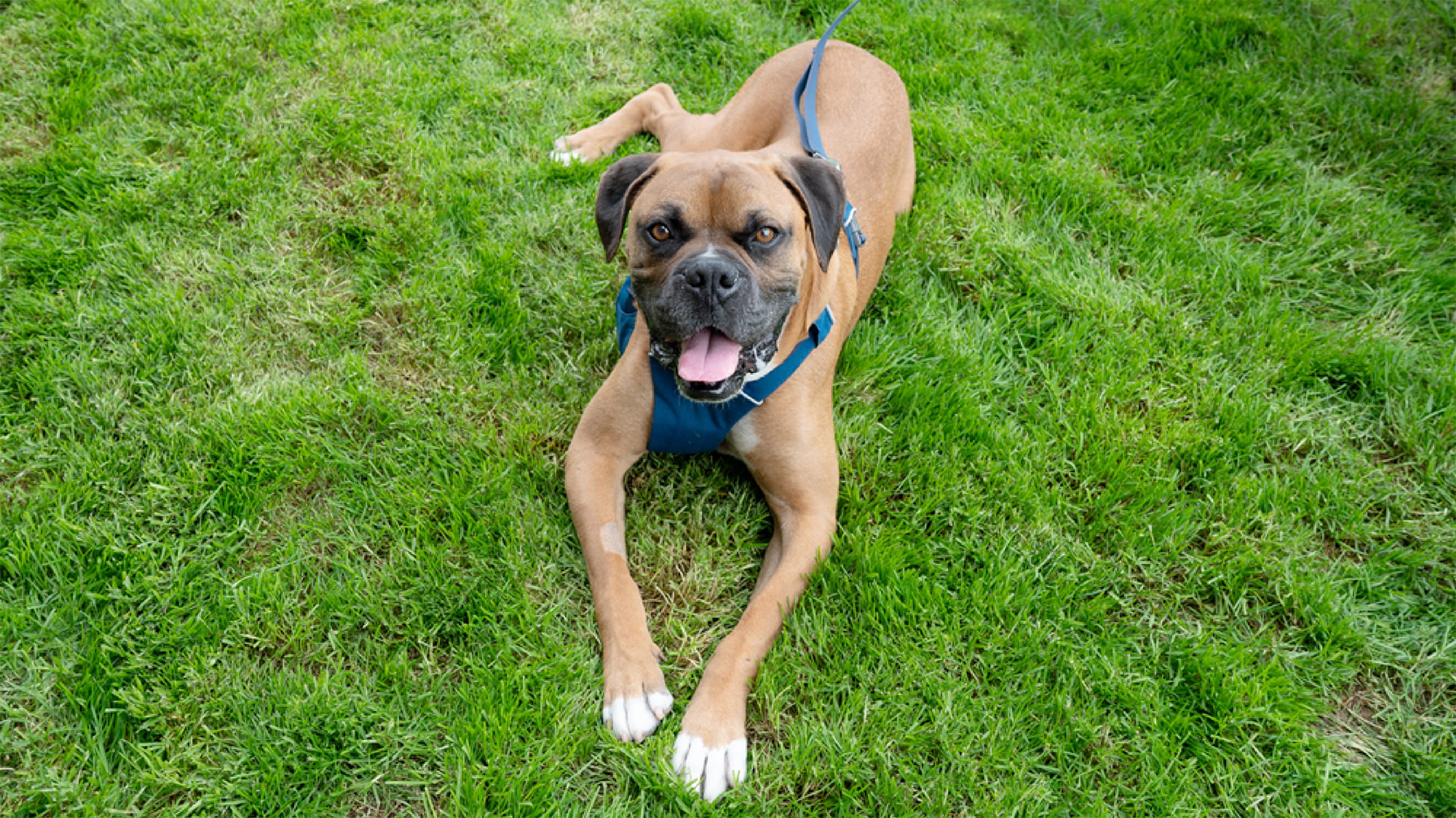 Hot Rider Dog Hot Rod Walks Again Thanks to Treatment - Inspiring Animal Stories ...