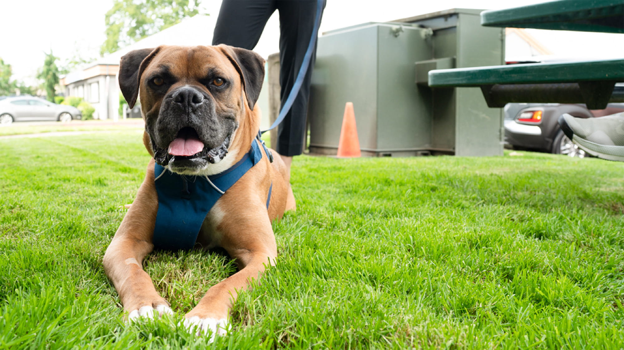 Hot Rod the dog laying down