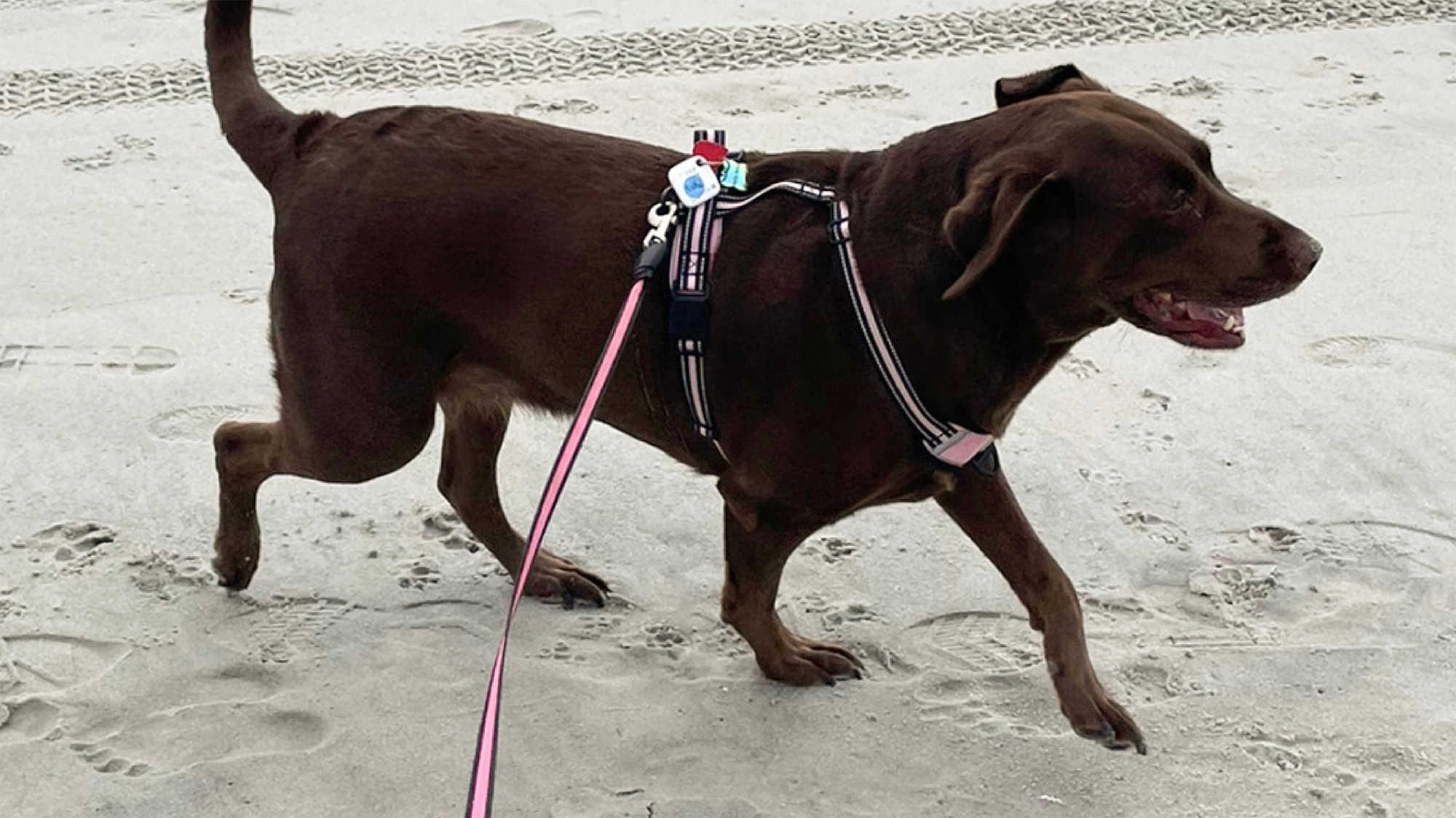 Nettie the Chocolate Lab at the beach