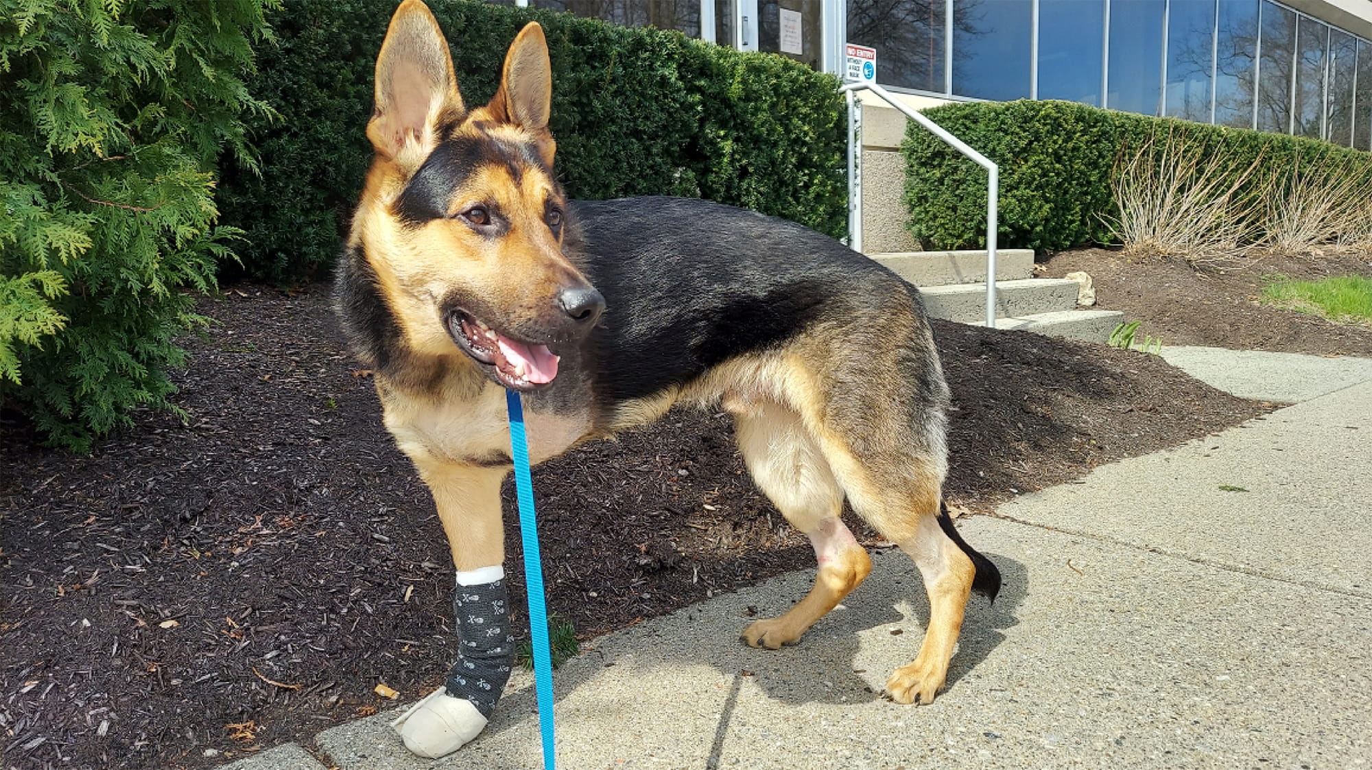 Sheriff the German Shepherd standing