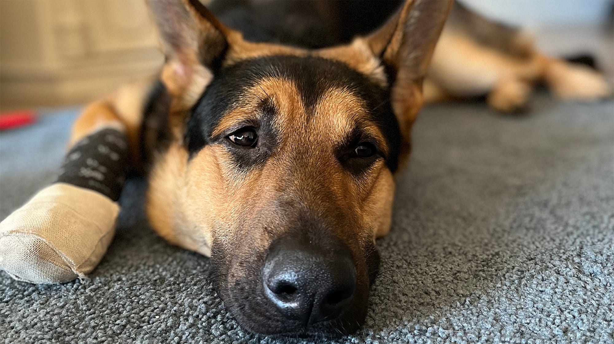 Sheriff the German Shepherd laying down