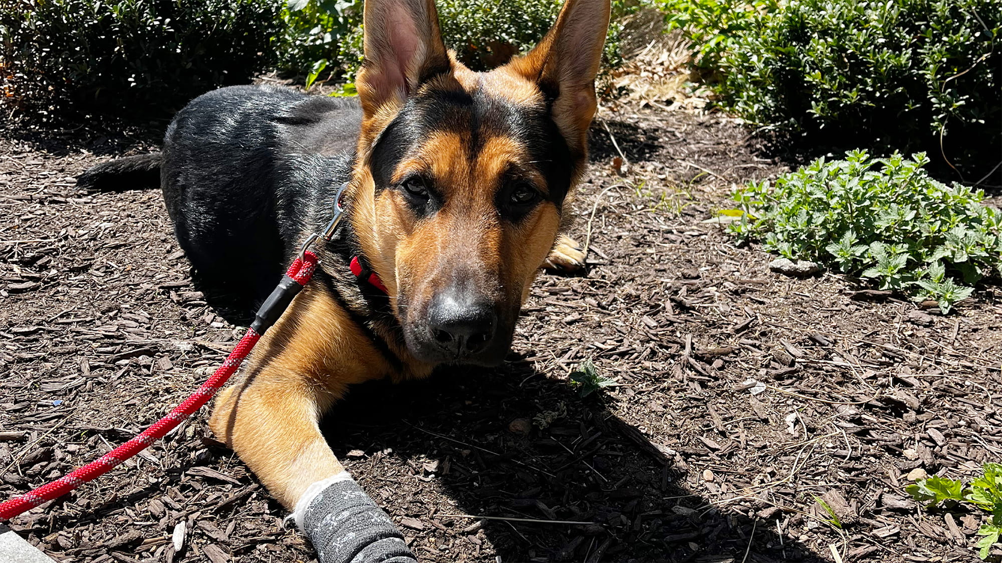 Sheriff the German Shepherd laying down