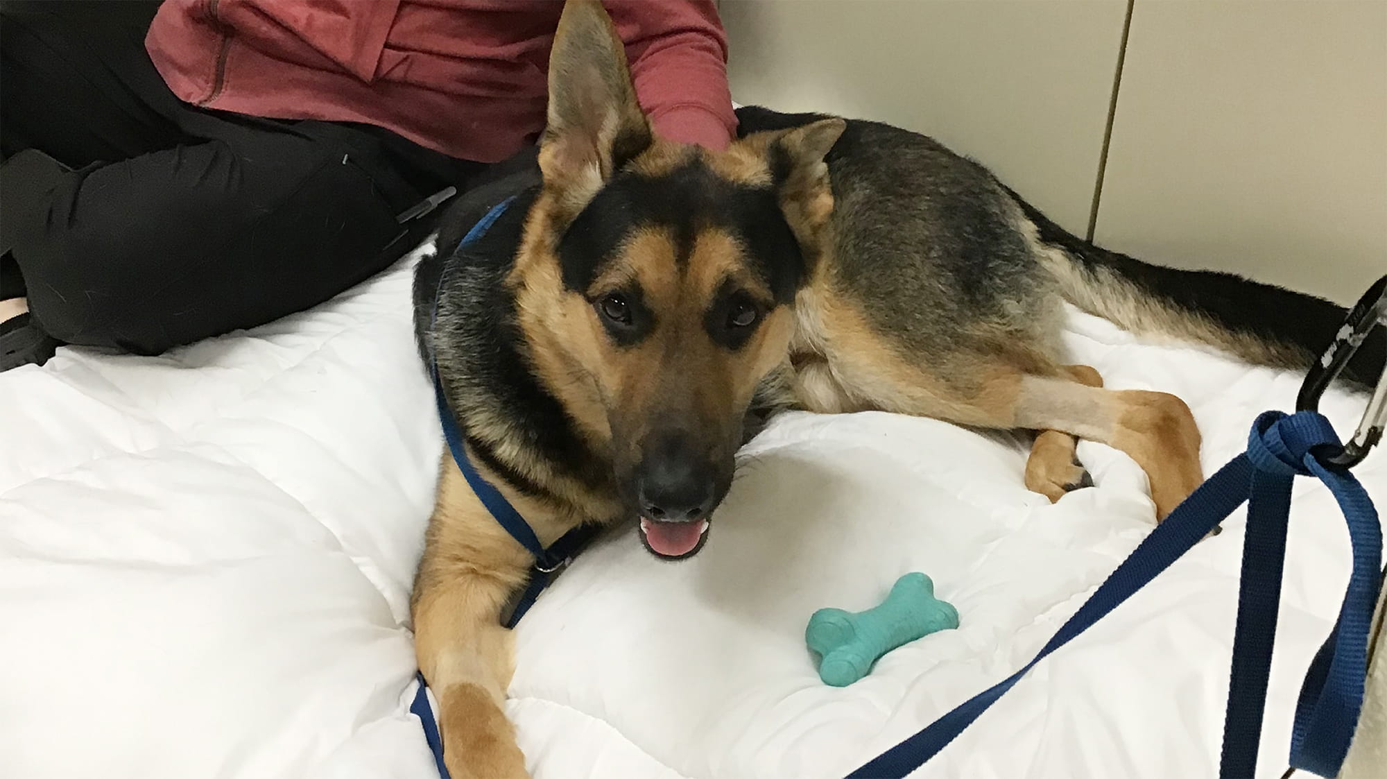 Sheriff the German Shepherd smiling