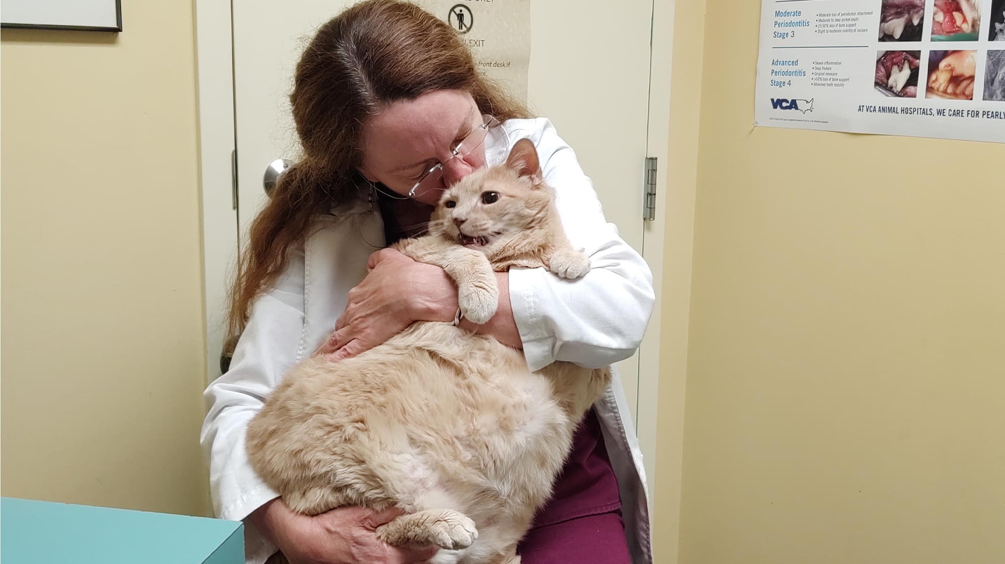 VCA Voice: Metro Cat Hospital extends life of 37 pound cat