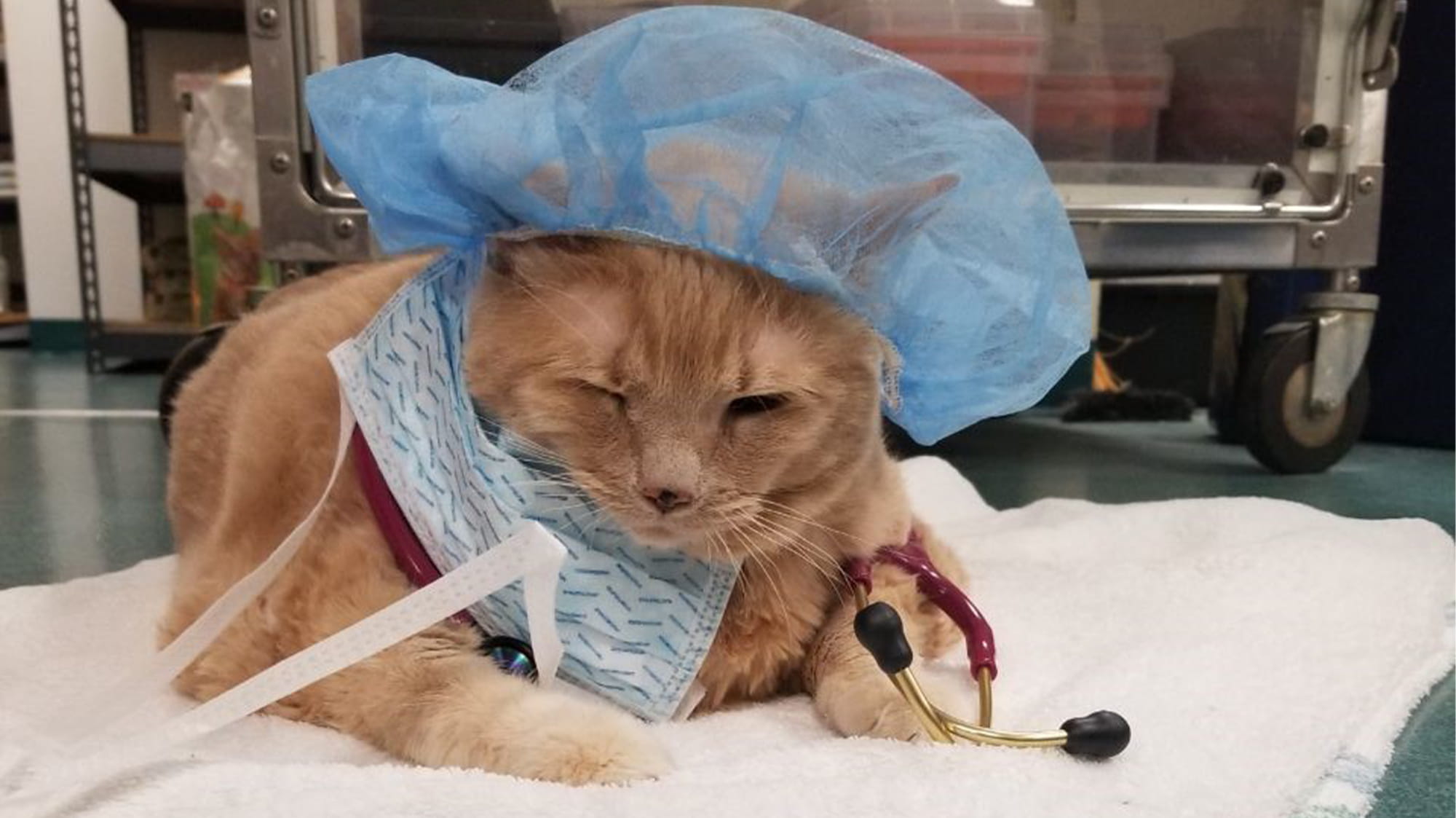 VCA Voice: Metro Cat Hospital extends life of 37 pound cat