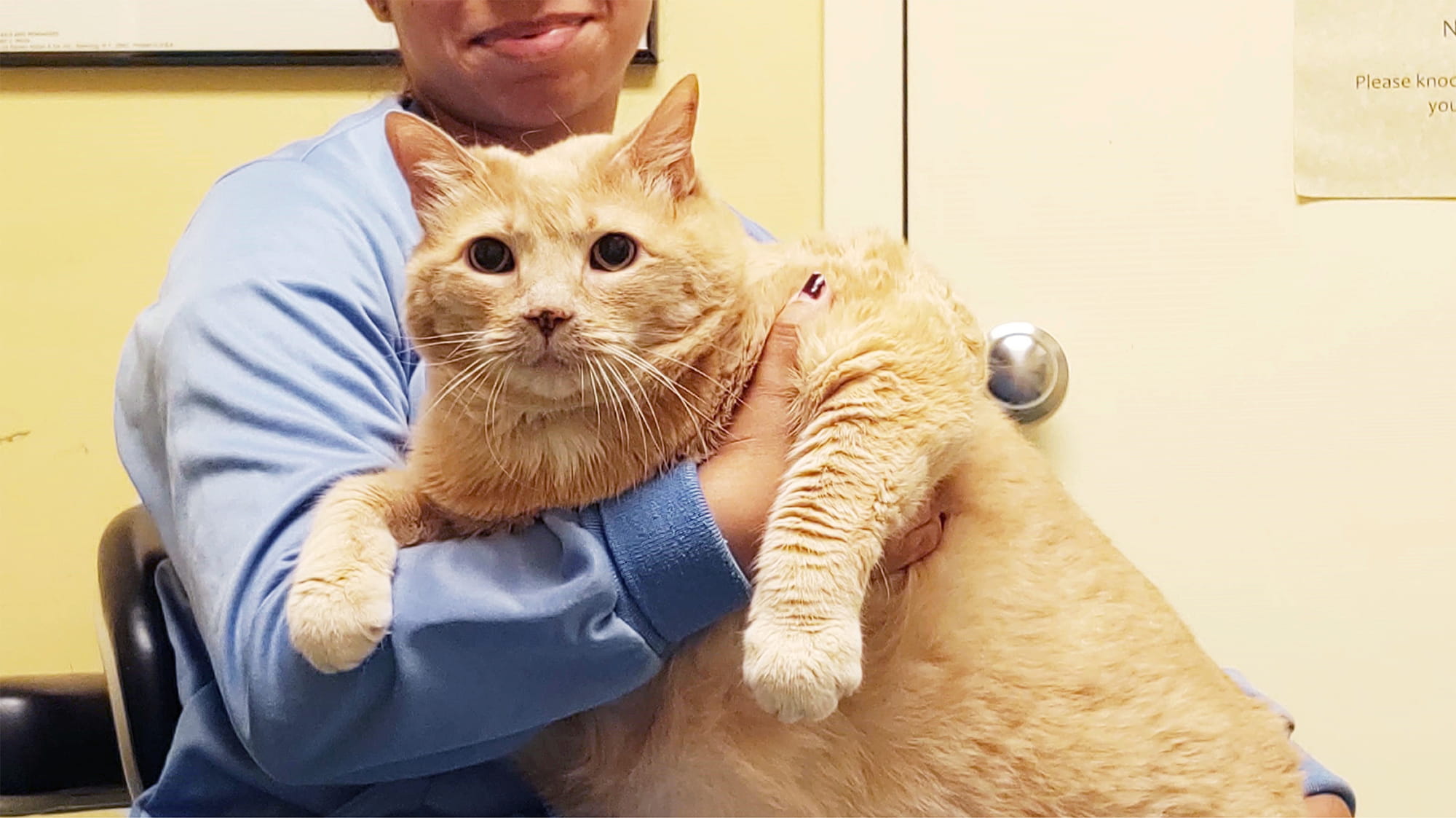 VCA Voice: Metro Cat Hospital extends life of 37 pound cat