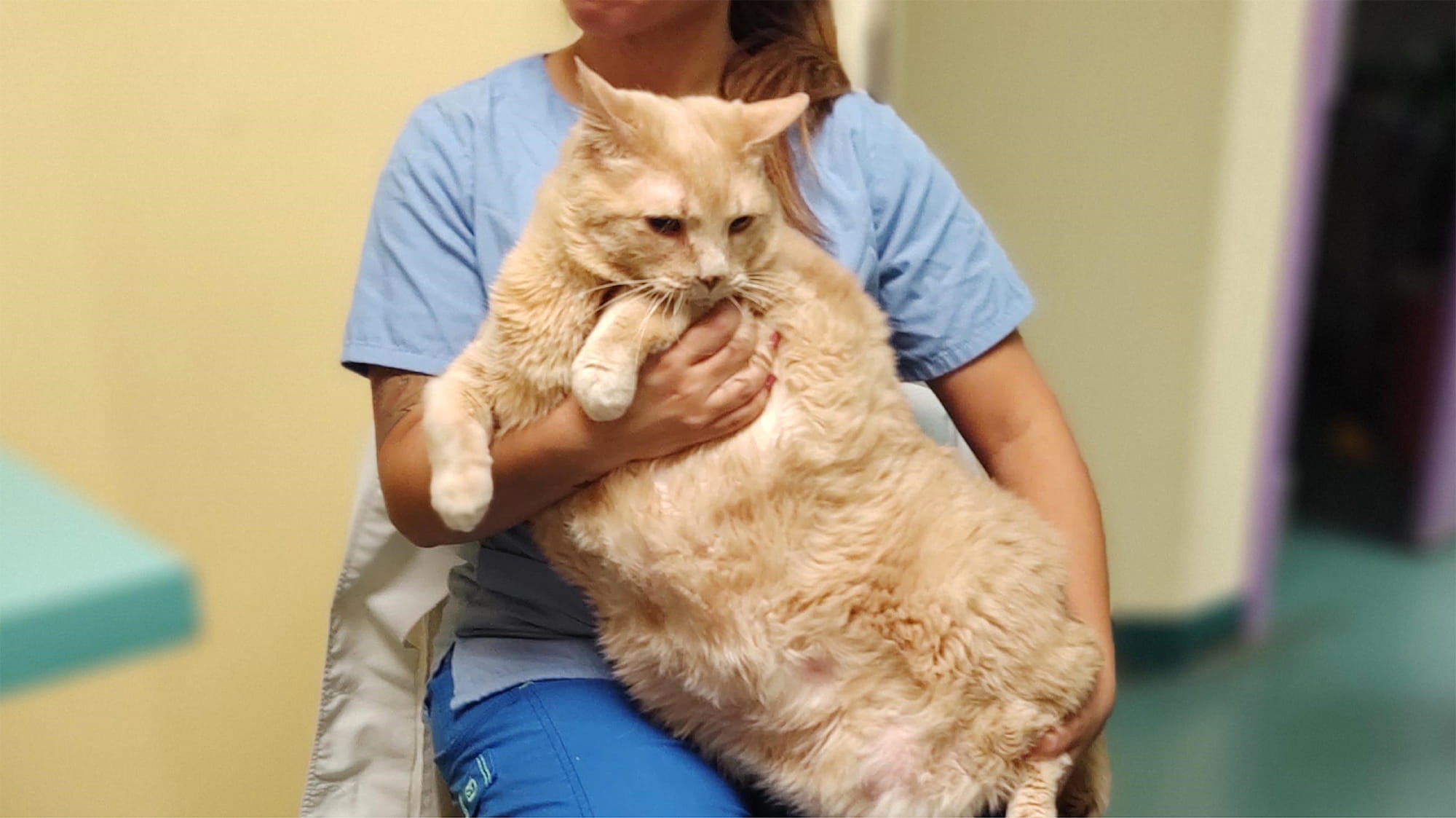 VCA Voice: Metro Cat Hospital extends life of 37 pound cat