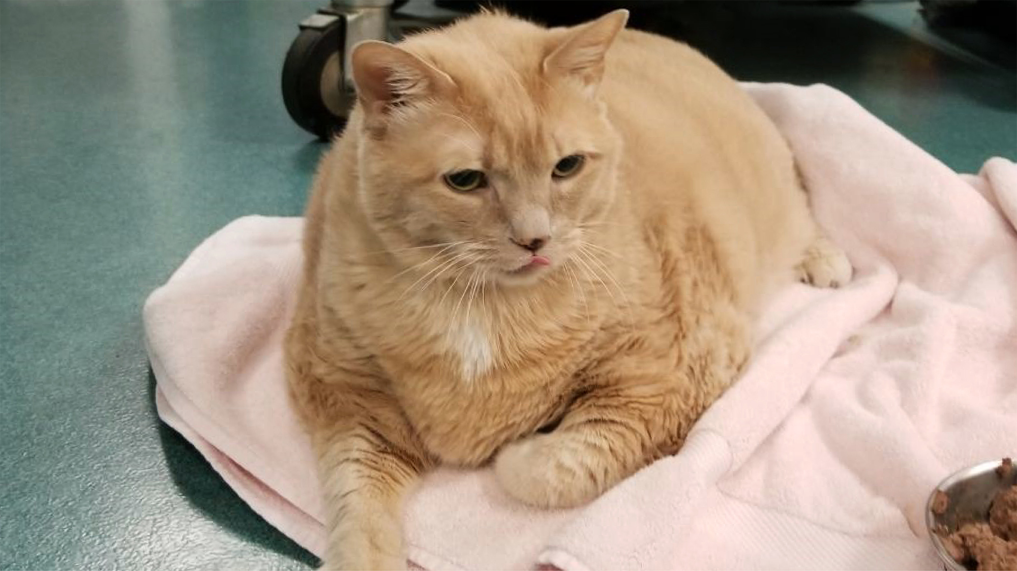 VCA Voice: Metro Cat Hospital extends life of 37 pound cat