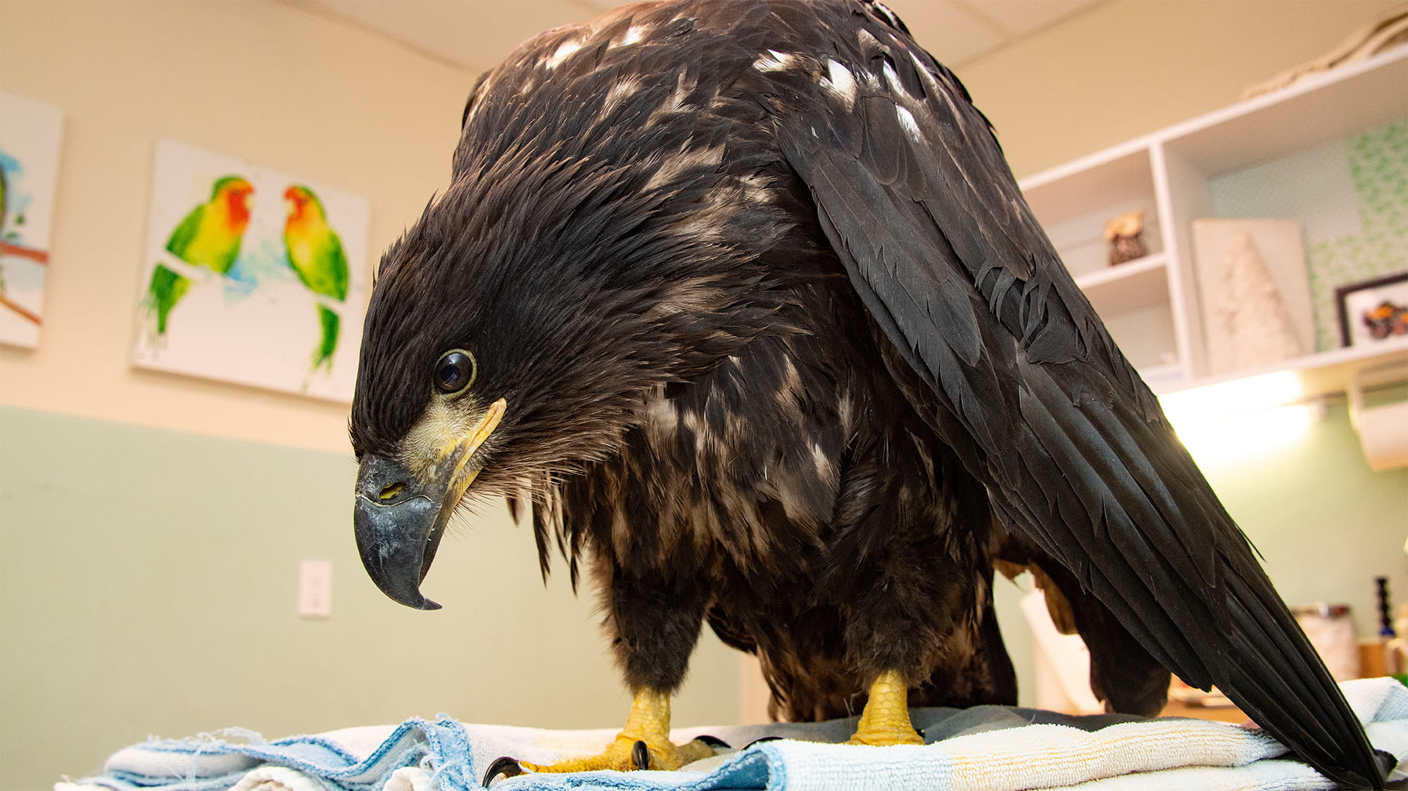 After Fall From Nest, VCA Helps Eaglet Soar Inspiring Animal Stories