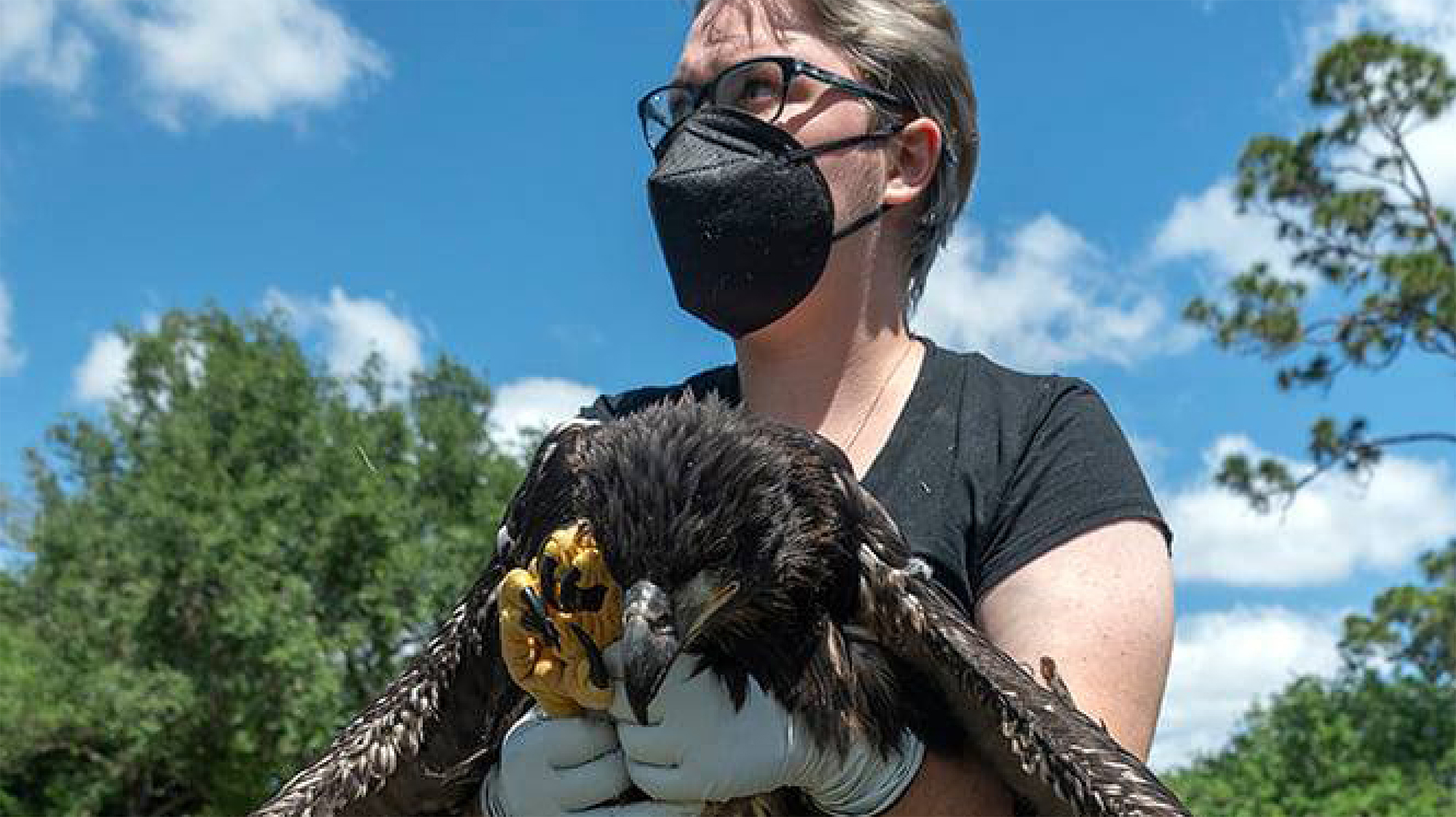 Eagle on its way to be released