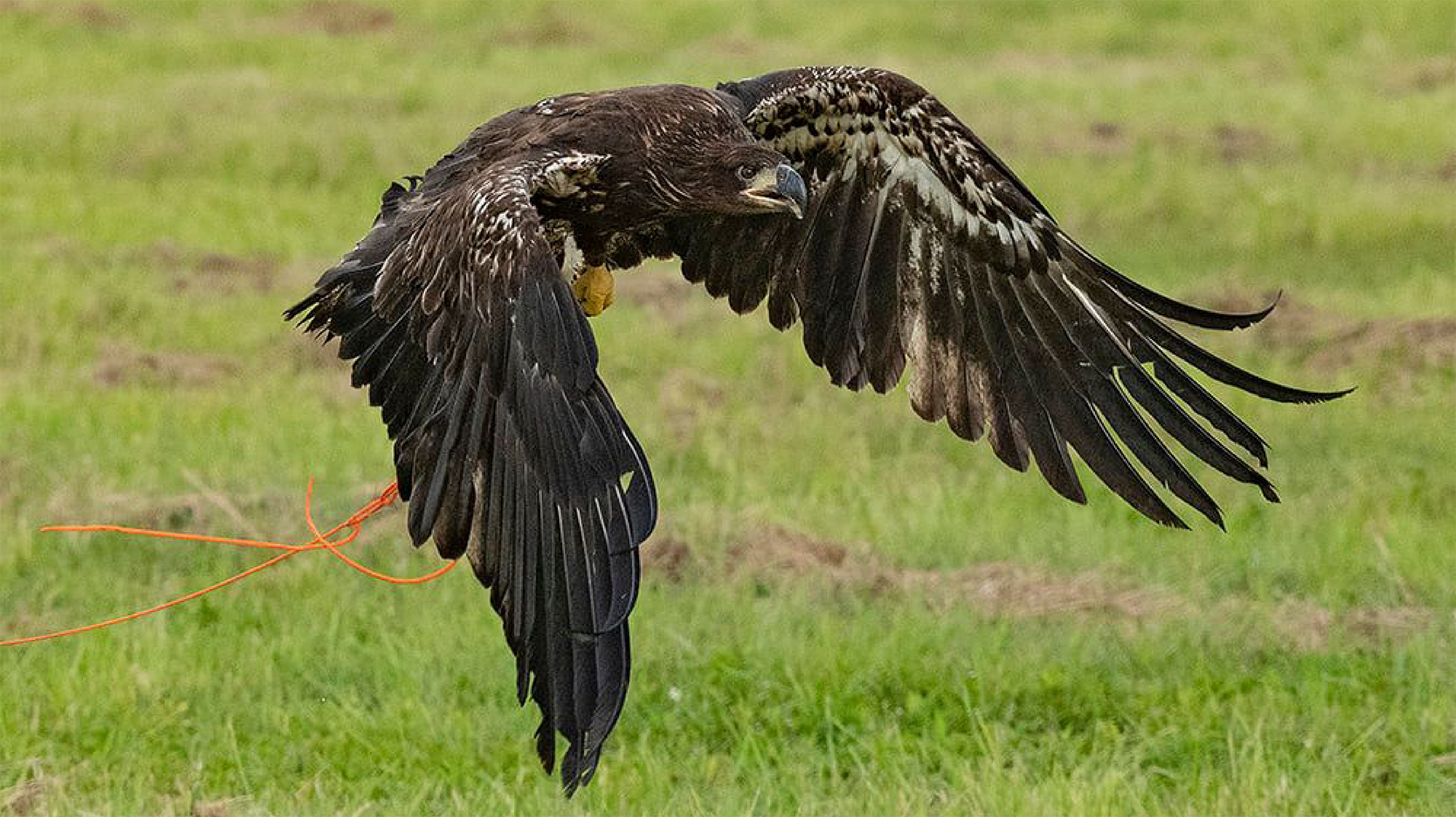 Eagle takes flight
