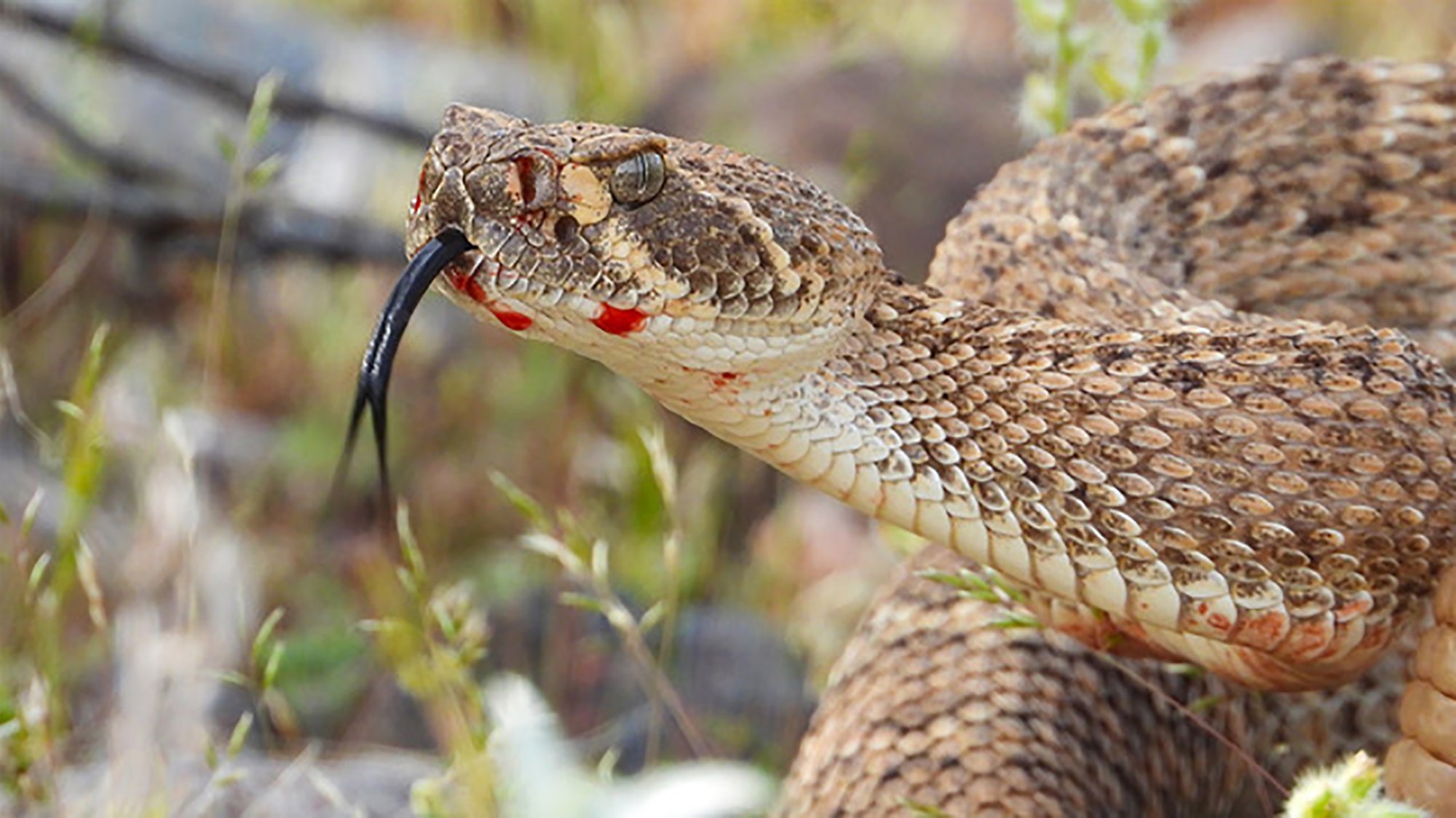 what should you do if bitten by rattlesnake