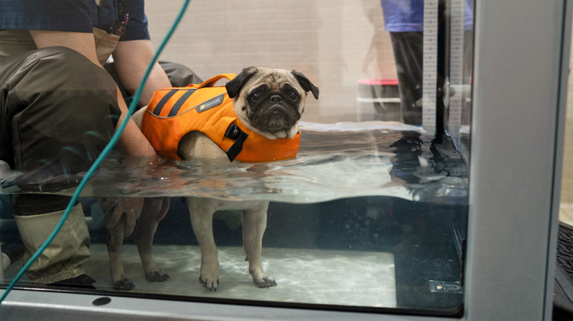 Duke the pug receiving physical therapy