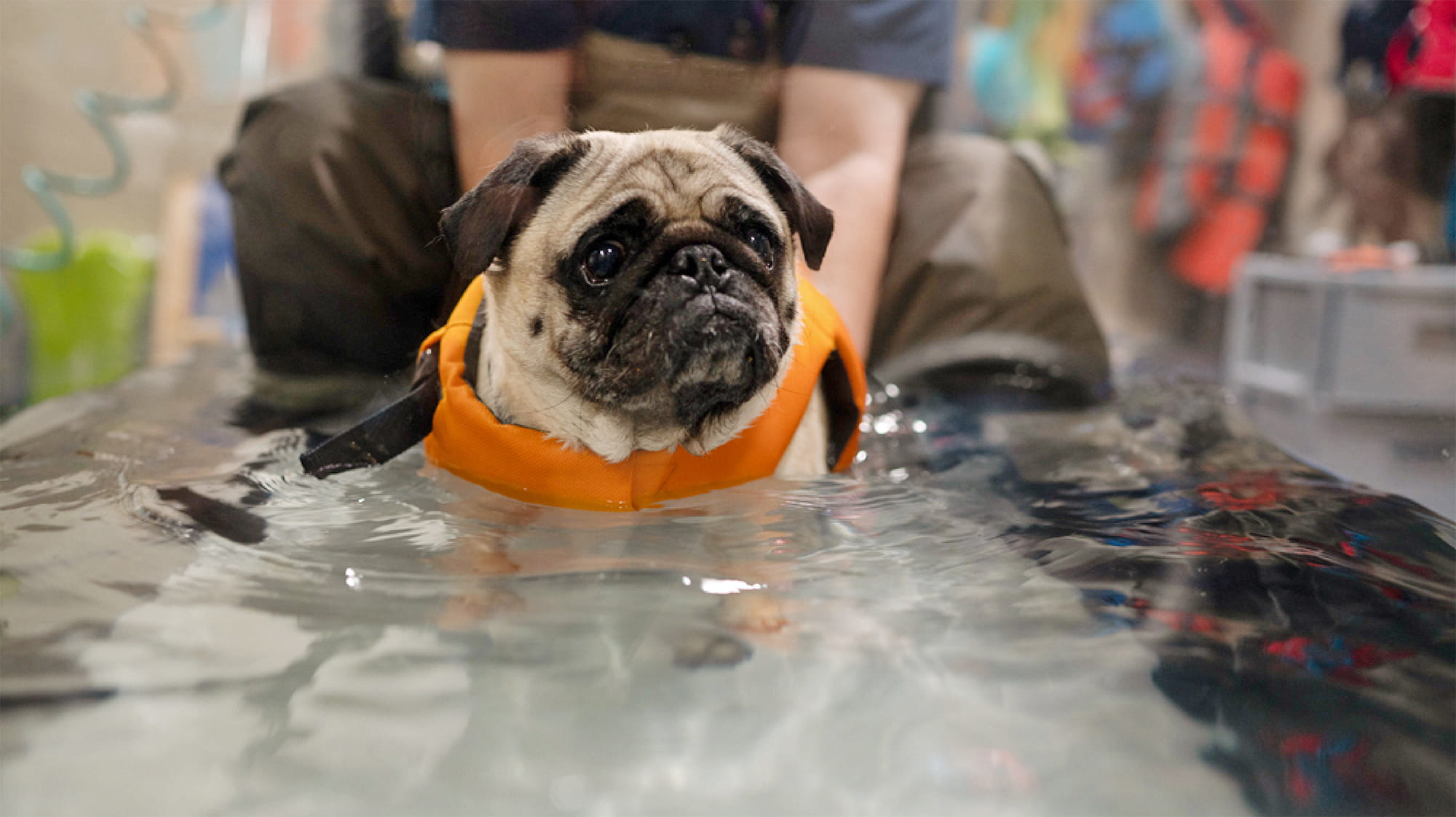 Duke the pug receiving physical therapy