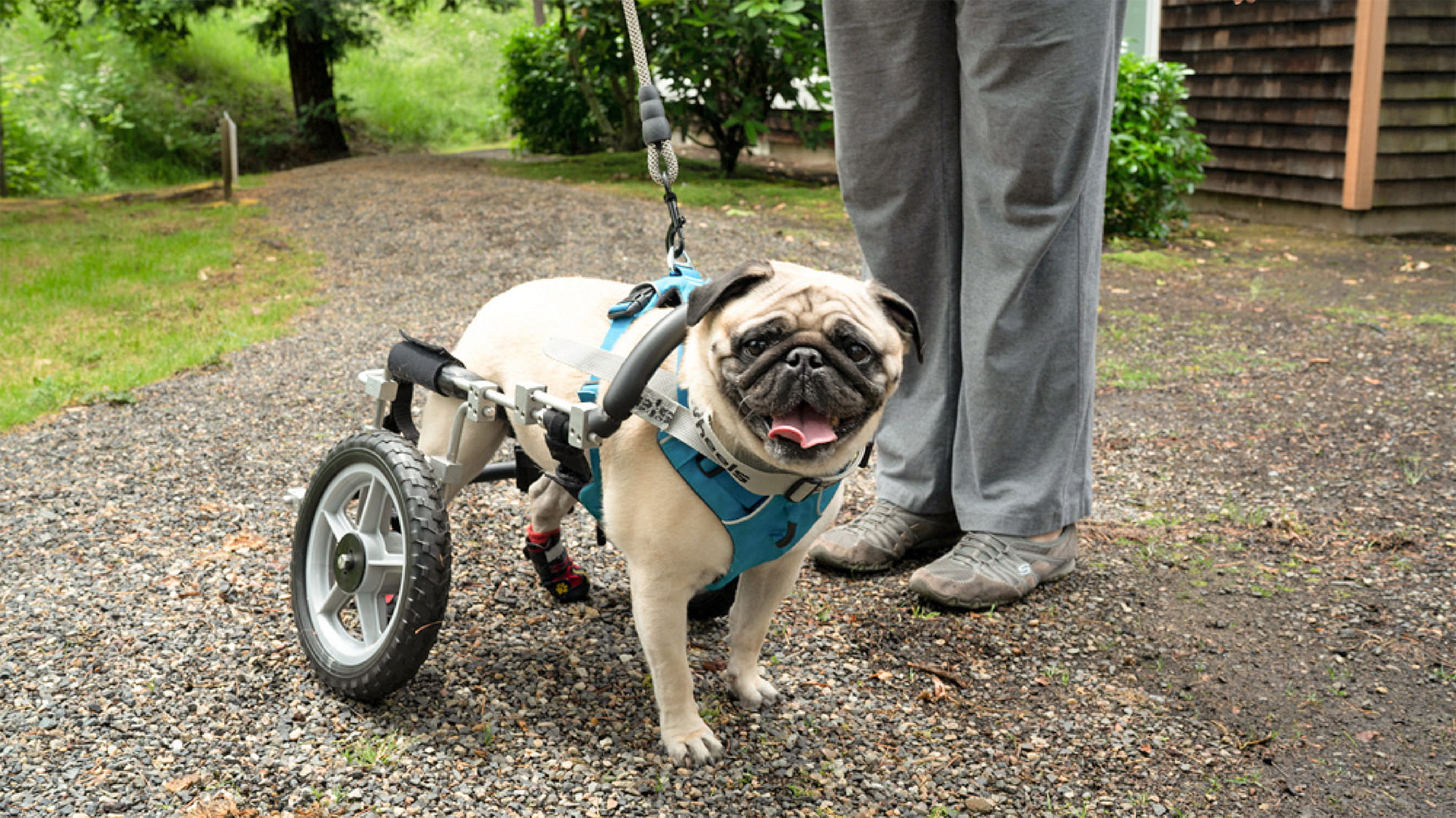 Duke the pug in his wheelchair